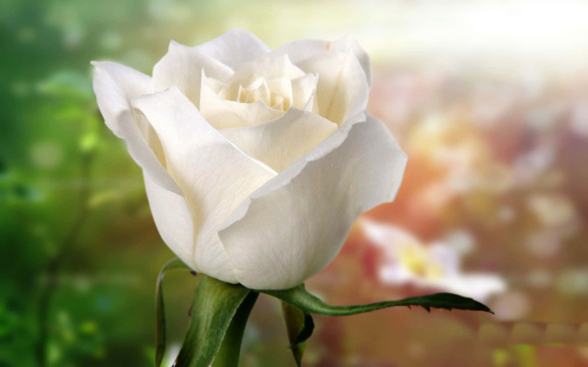 White Rose, pristine white rose, dreamy blurred garden, Full HD Desktop Wallpaper