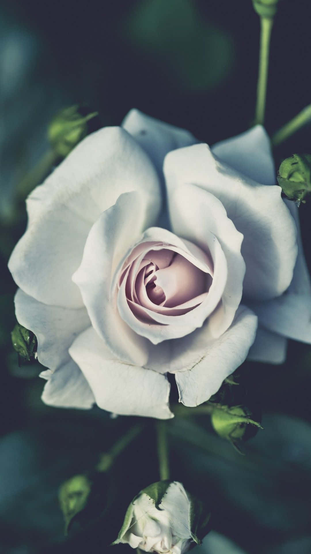 white rose, pale lavender, rose-gold, Full HD Phone Wallpaper