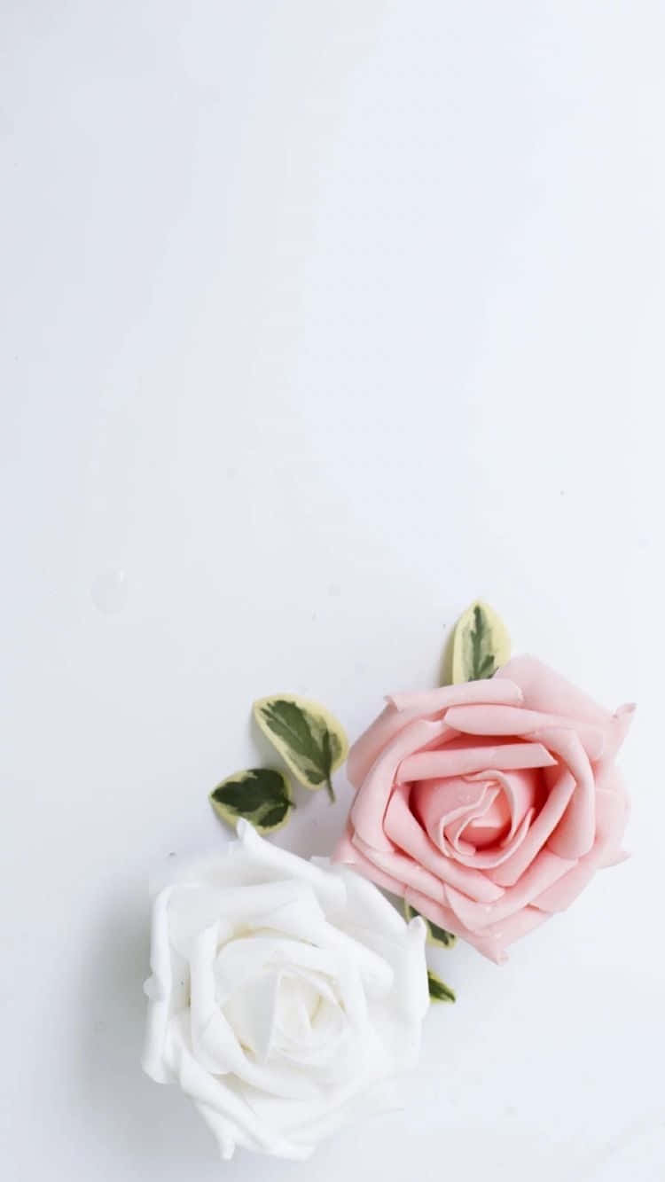 white rose, pink and white, minimalist white background, HD Phone Wallpaper