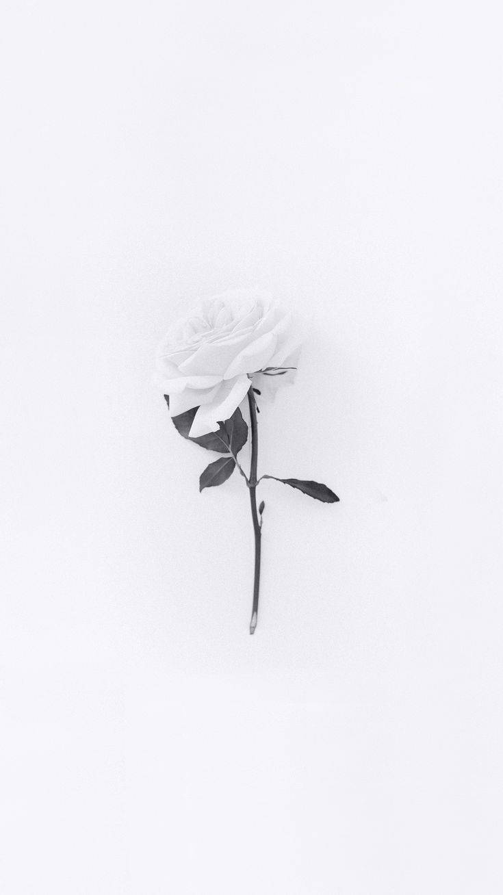 white rose, dark leaves, minimalist white background, HD Phone Wallpaper