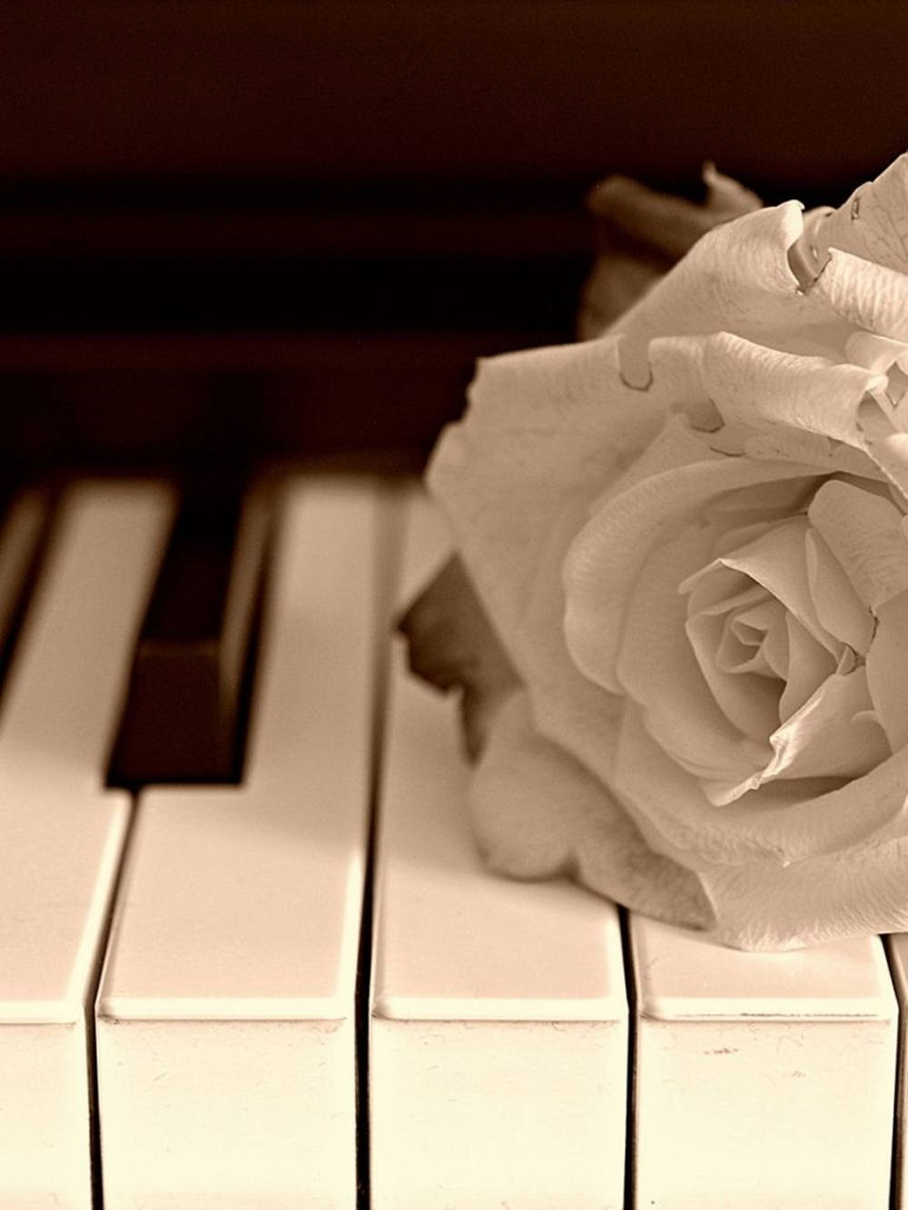 white rose, vintage piano keys, sepia tones, HD Phone Wallpaper
