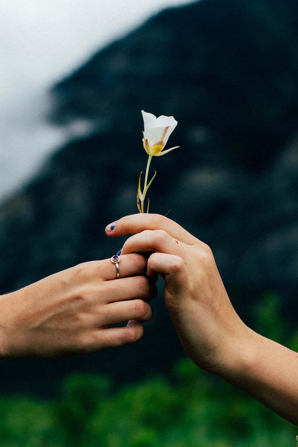 white flower, misty mountain backdrop, hands, HD Phone Wallpaper