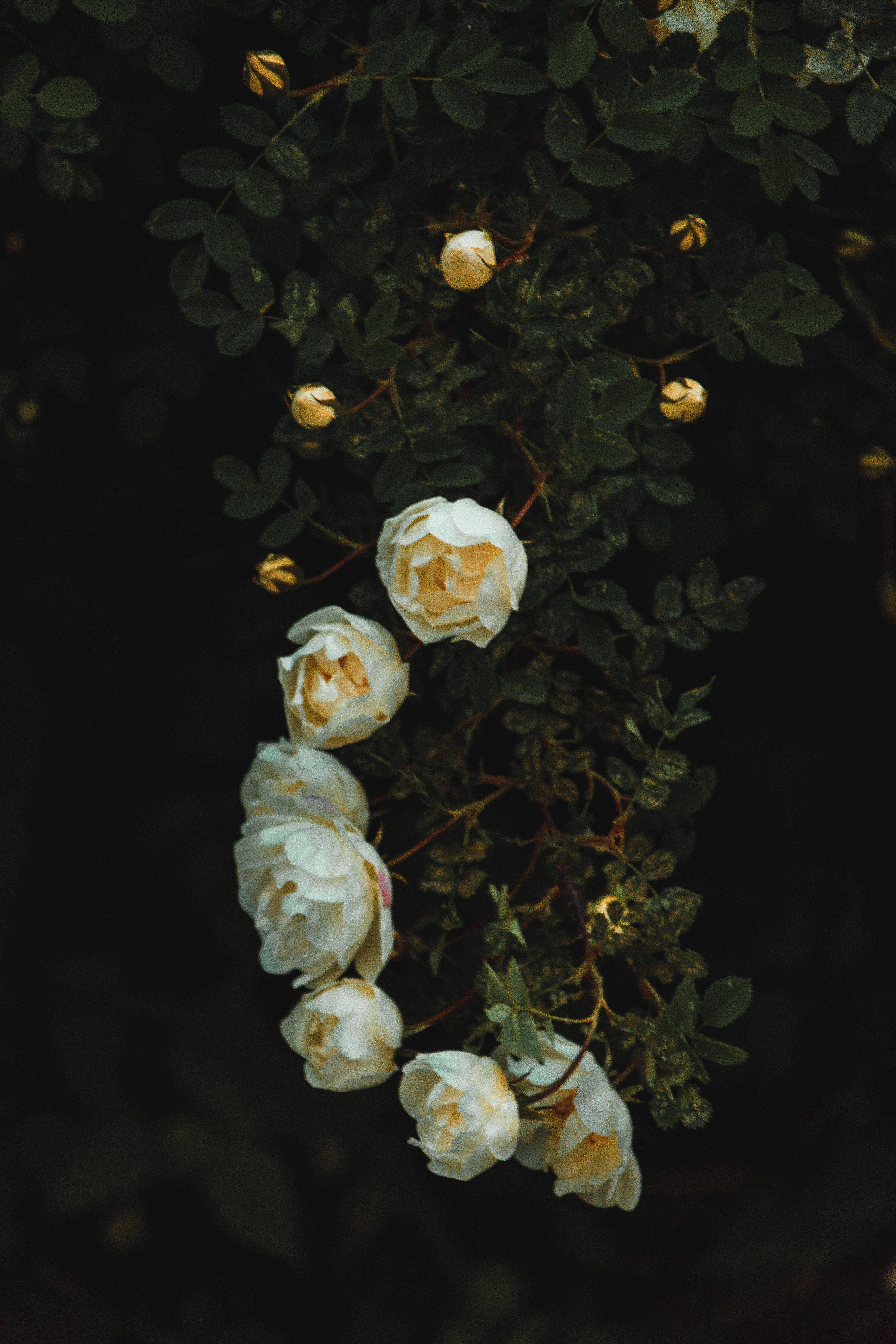 White Roses, vine, yellow centers, 5K Phone Wallpaper