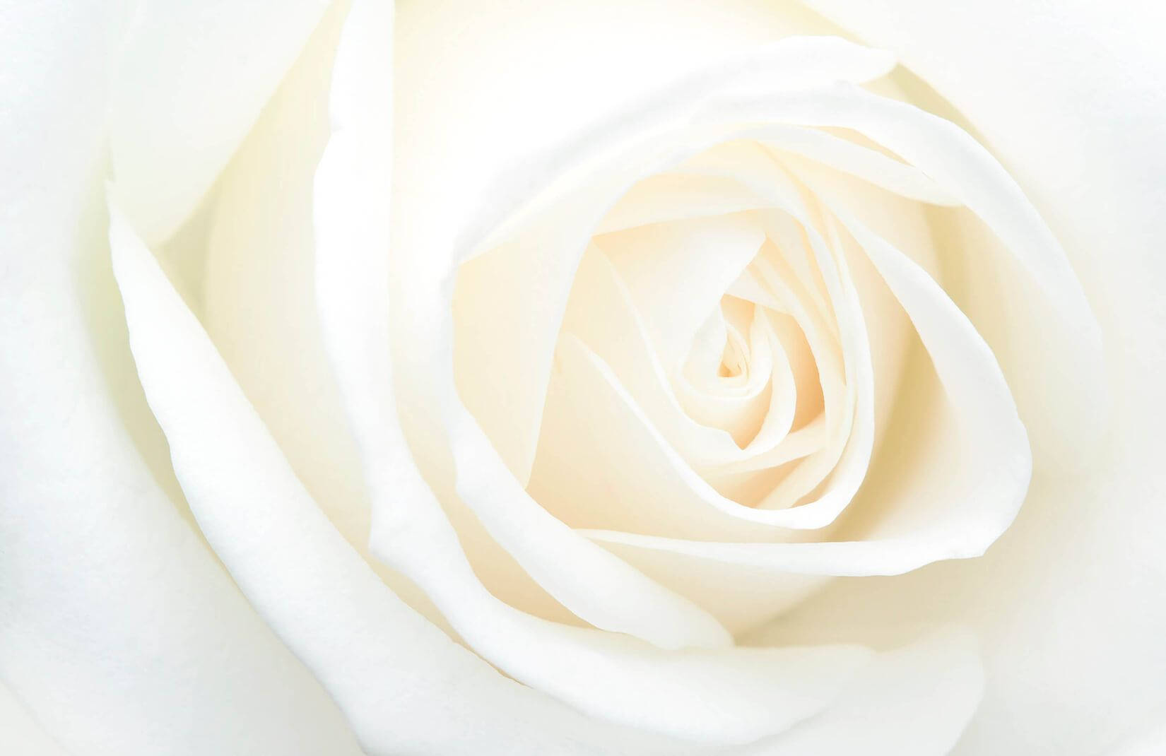 White Rose, pristine white rose, soft petals, HD Desktop Wallpaper