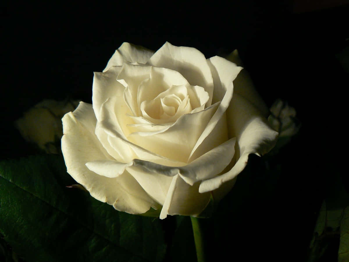 White Rose, dramatic spotlight, deep black background, SD Desktop Wallpaper
