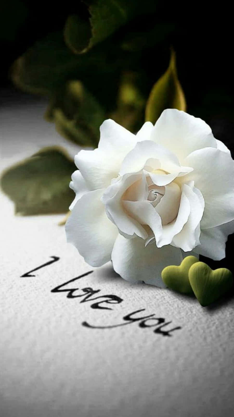 White Roses iPhone, white rose, handwritten text, HD Phone Wallpaper