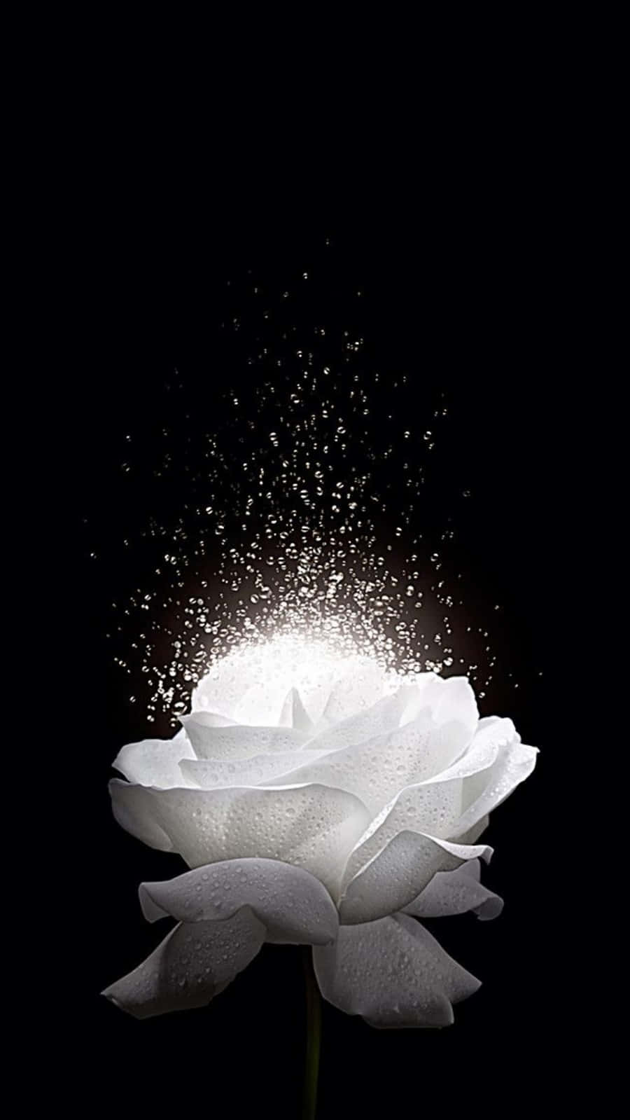White Rose, iPhone, black background, HD Phone Wallpaper