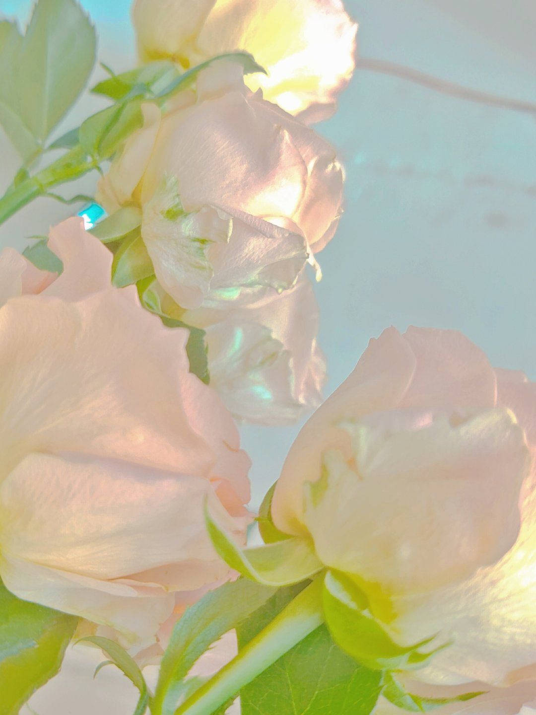 White Rose, peach roses, green leaves, HD Phone Wallpaper