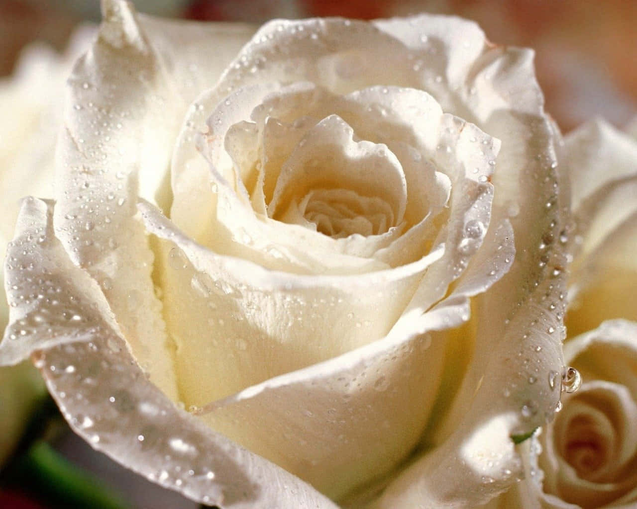 white rose, black background, pristine white rose, HD Desktop Wallpaper