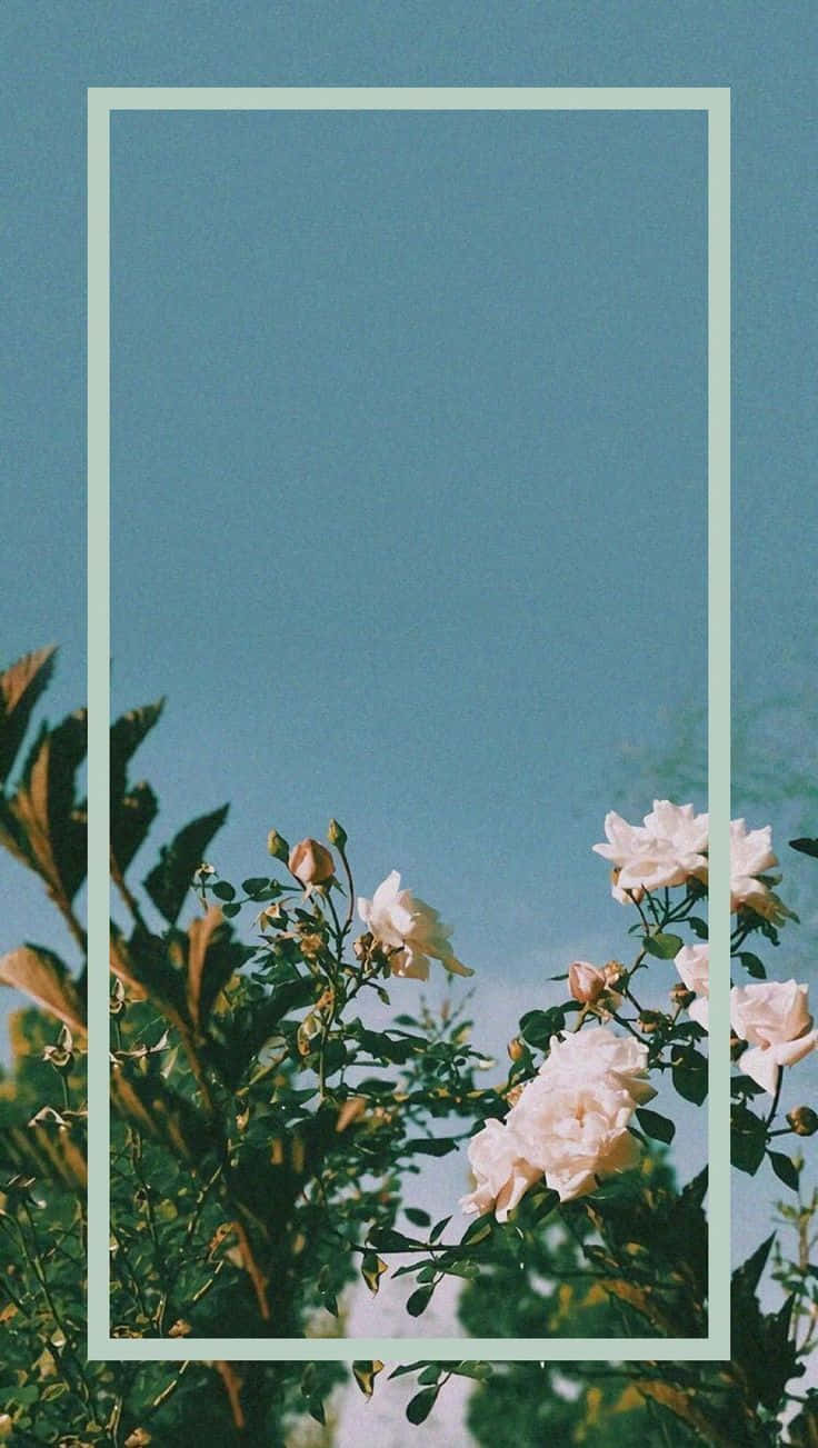 White Roses, teal sky, light green border, HD Phone Wallpaper