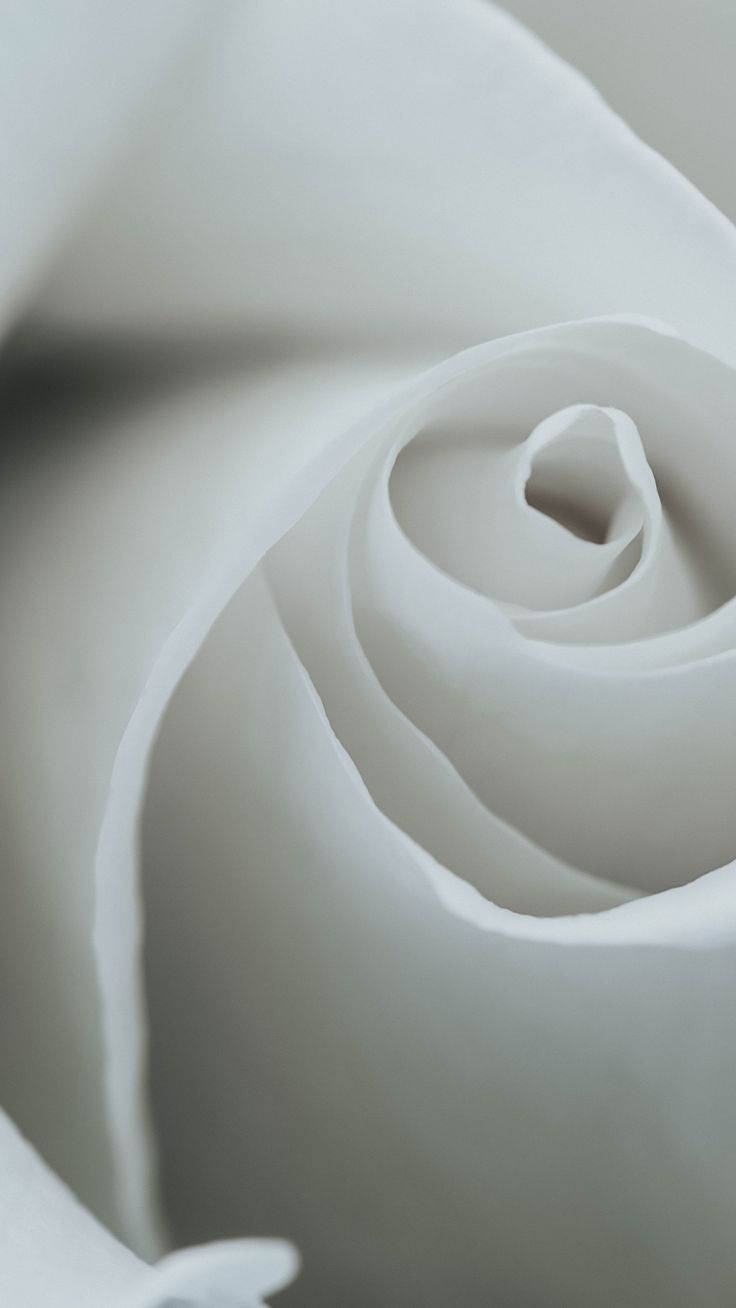 white rose, rosebud, petal layers, HD Phone Wallpaper