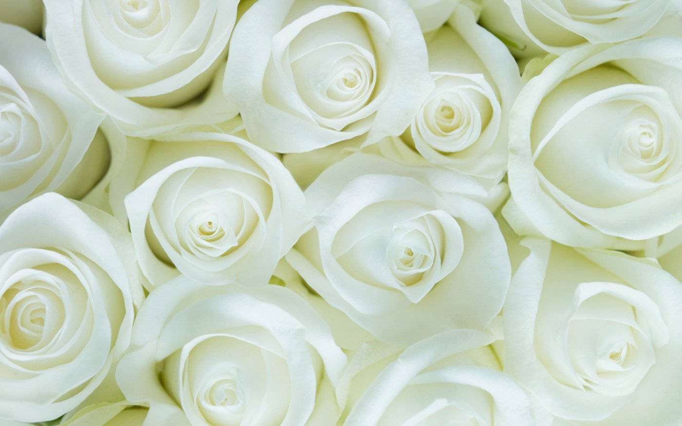 white roses, pristine white, soft petals, HD Desktop Wallpaper
