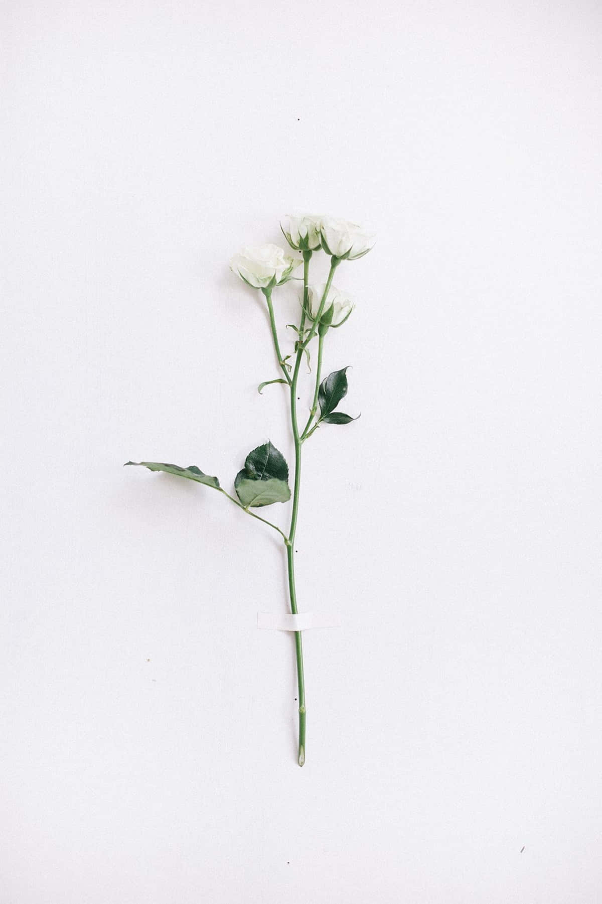 white rose, white background, green leaves, HD Phone Wallpaper