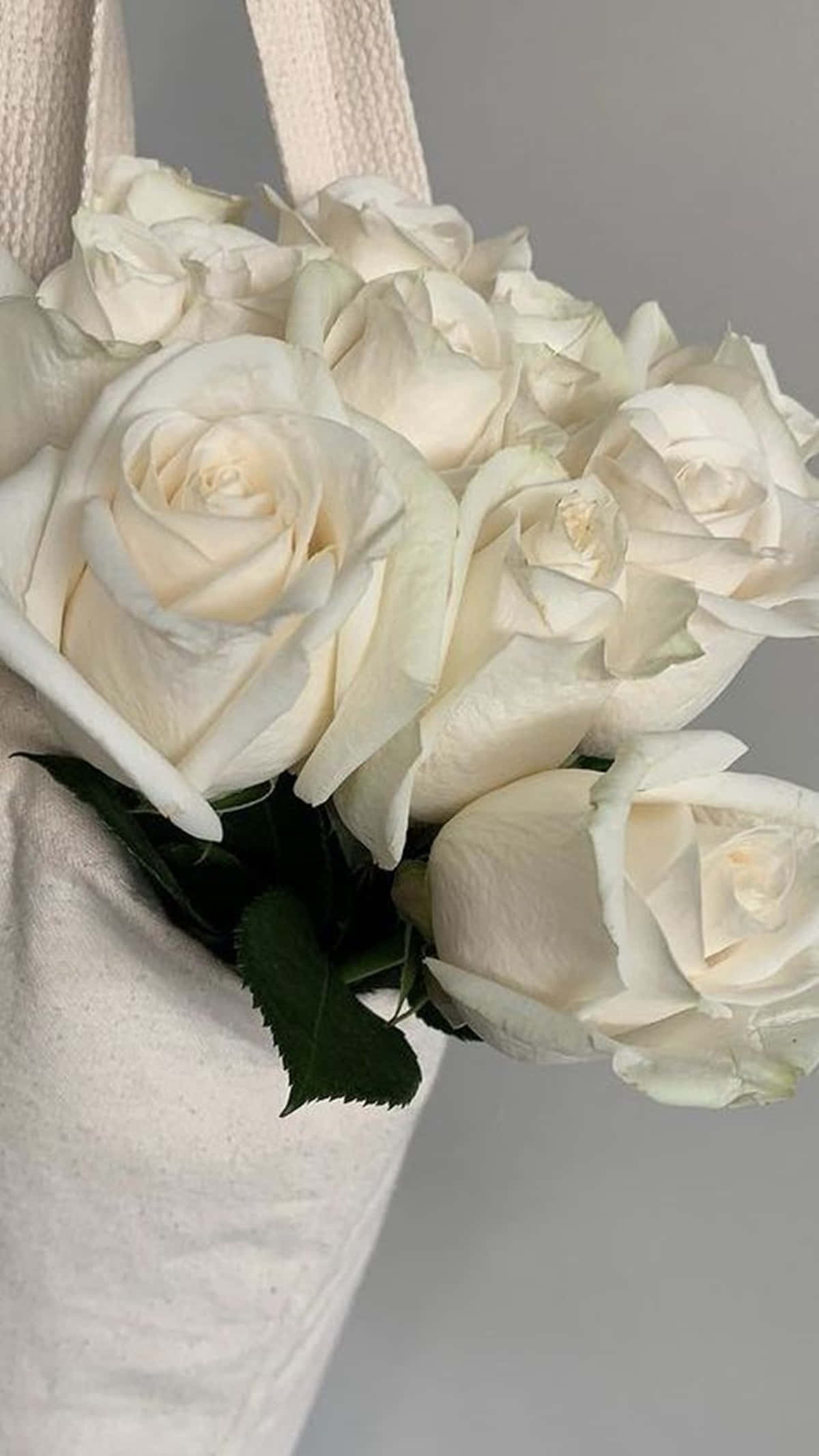 White Roses Aesthetic, creamy white roses, textured off-white tote bag, Full HD Phone Wallpaper