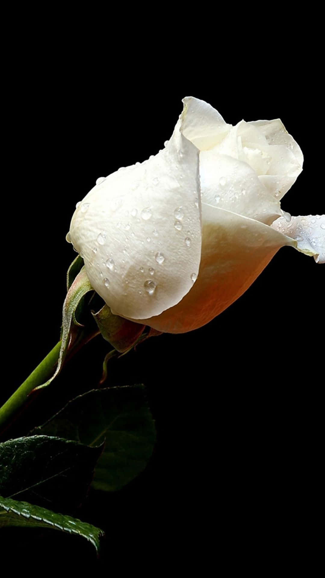 White Roses iPhone, white rosebud, dew drops, Full HD Phone Wallpaper