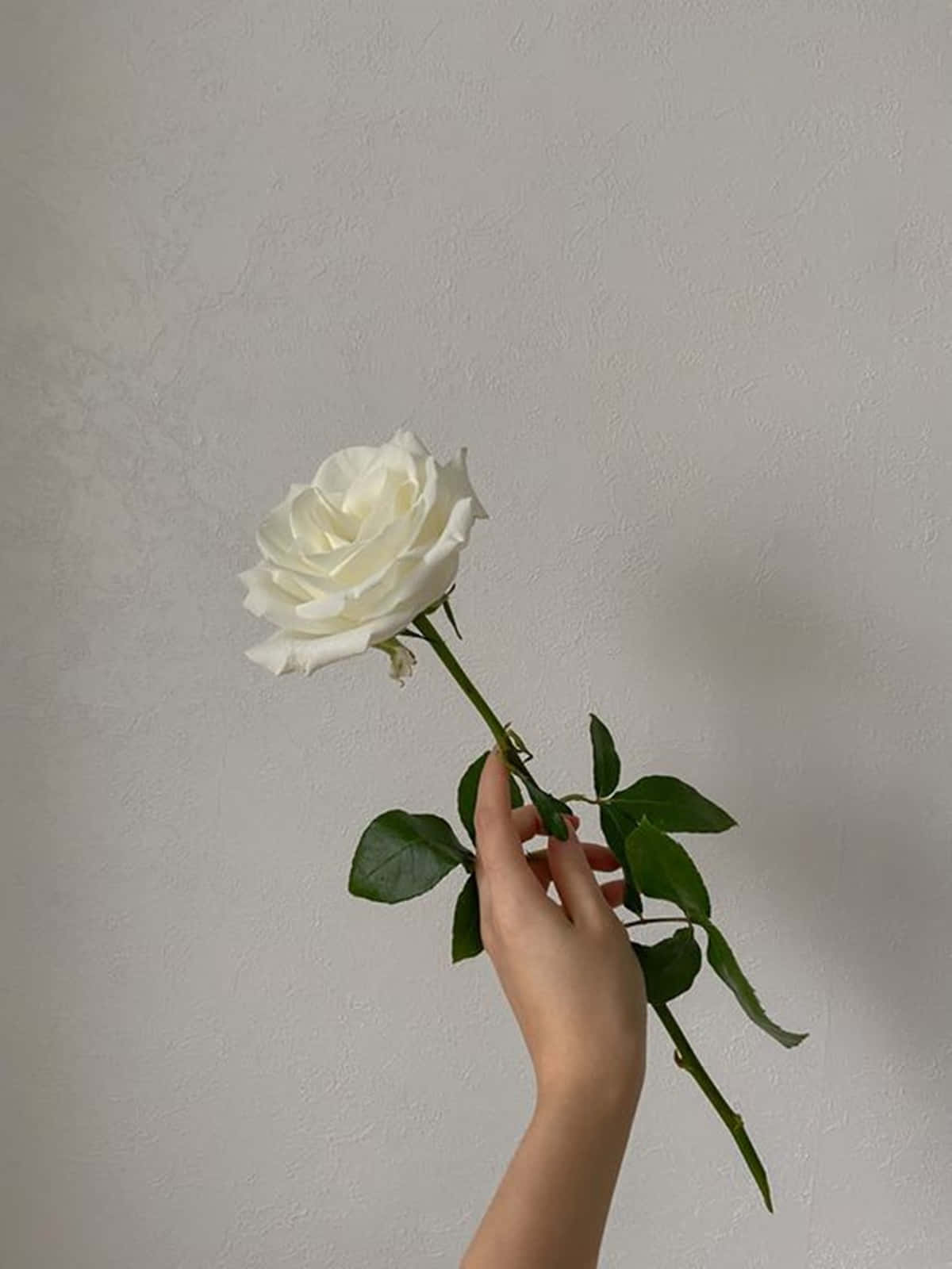 white rose, soft textured gray wall, soft natural light, HD Phone Wallpaper