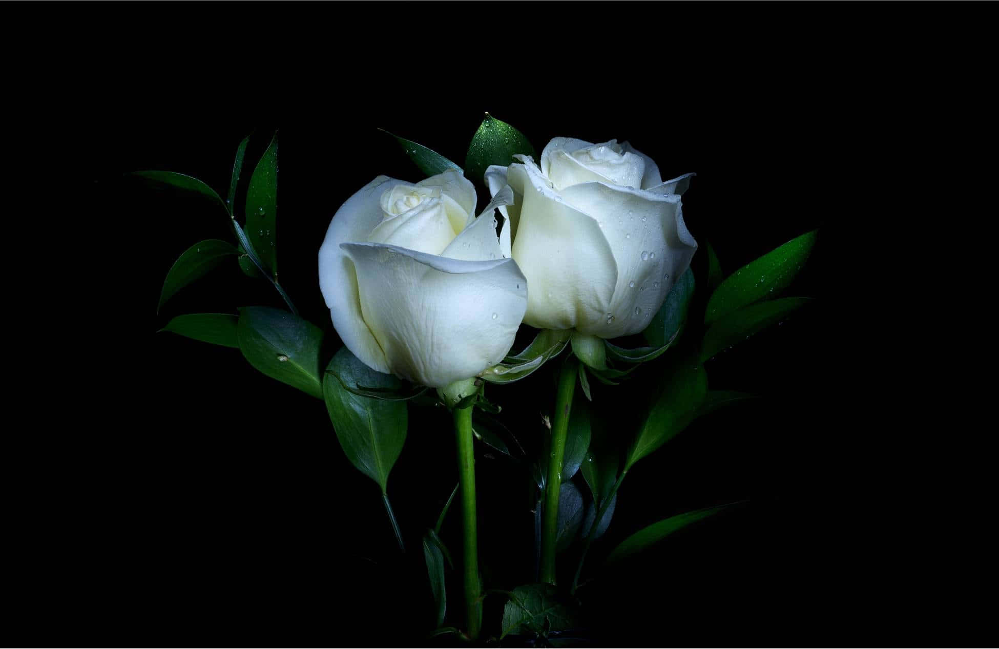 white rose, black background, dewdrops, Full HD Desktop Wallpaper
