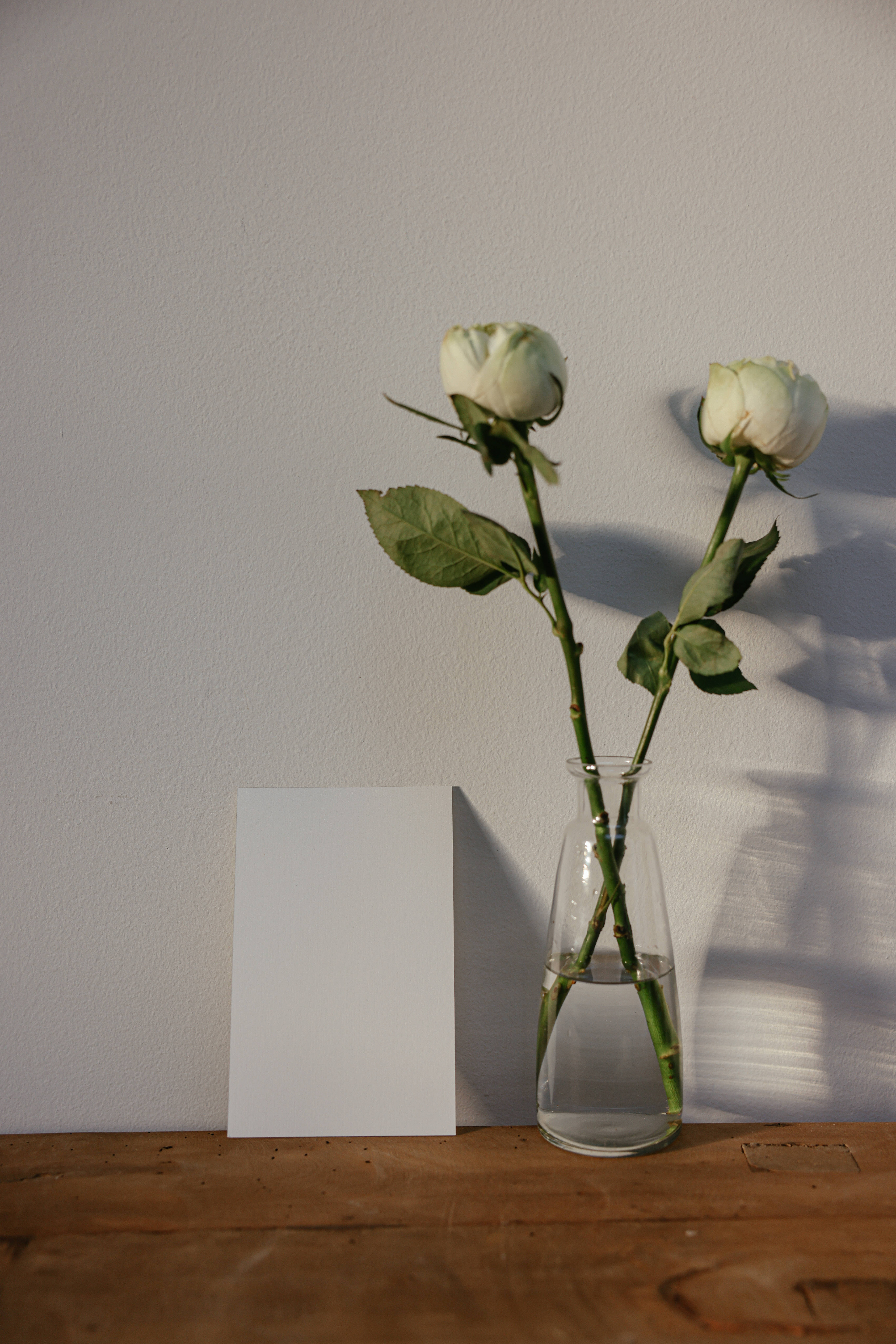 white roses, clear glass vase, plain wall, 8K Phone Wallpaper