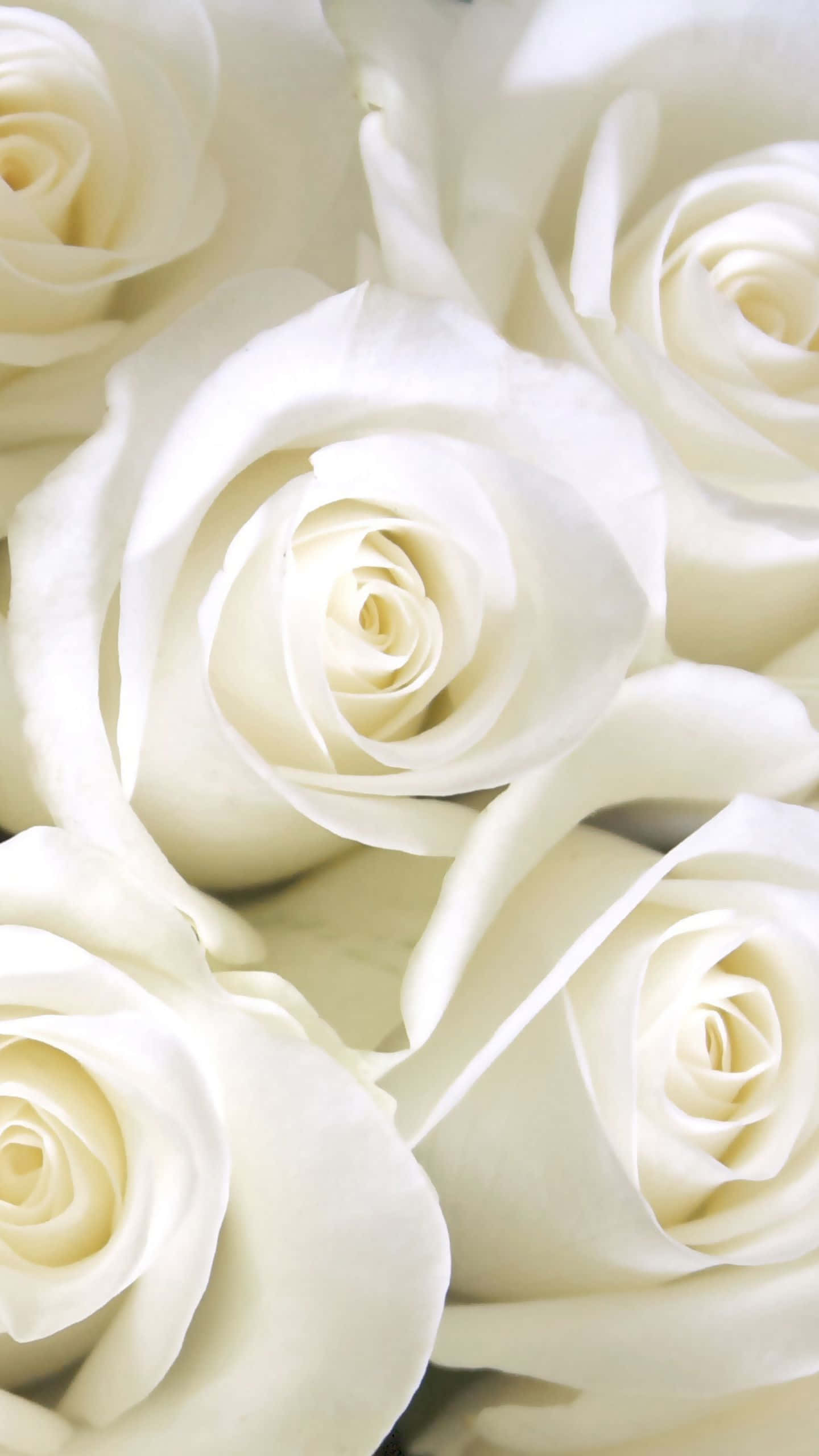 white rose, pristine white roses, soft lighting, 2K Phone Wallpaper