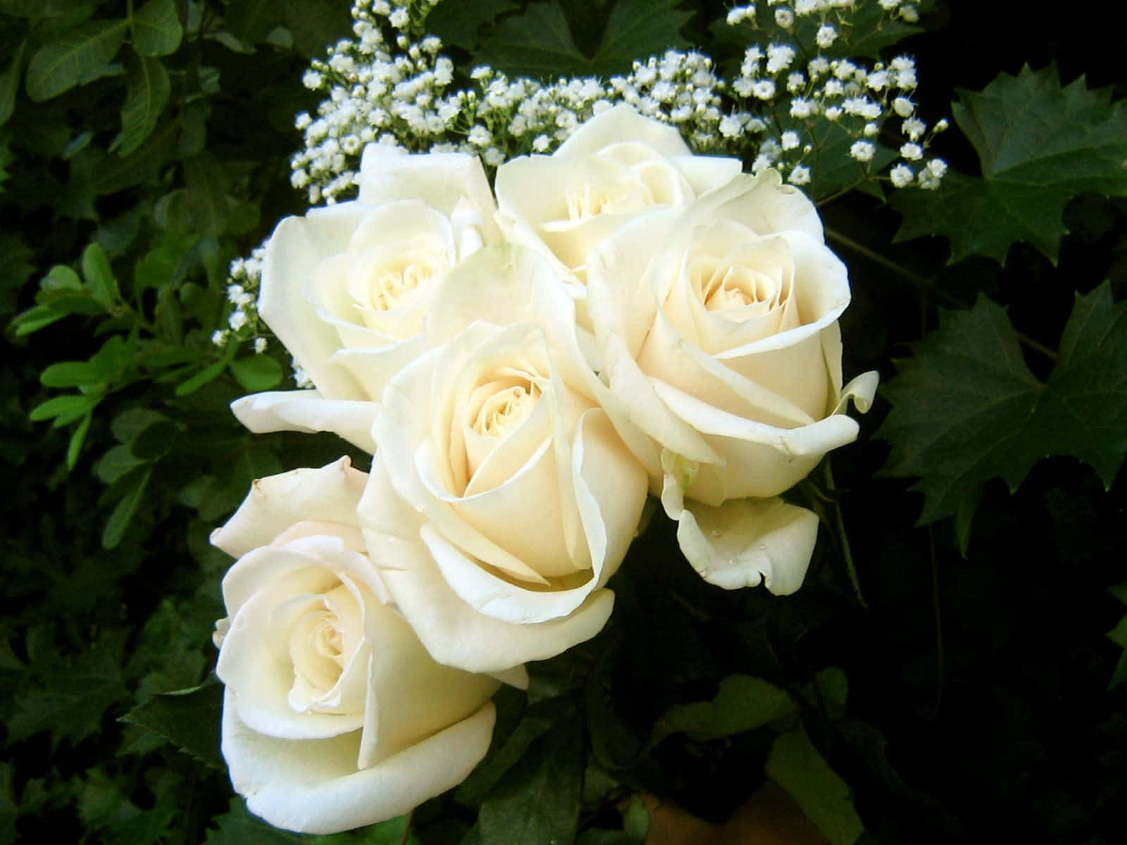 White Rose, creamy white roses, baby's breath, HD Desktop Wallpaper