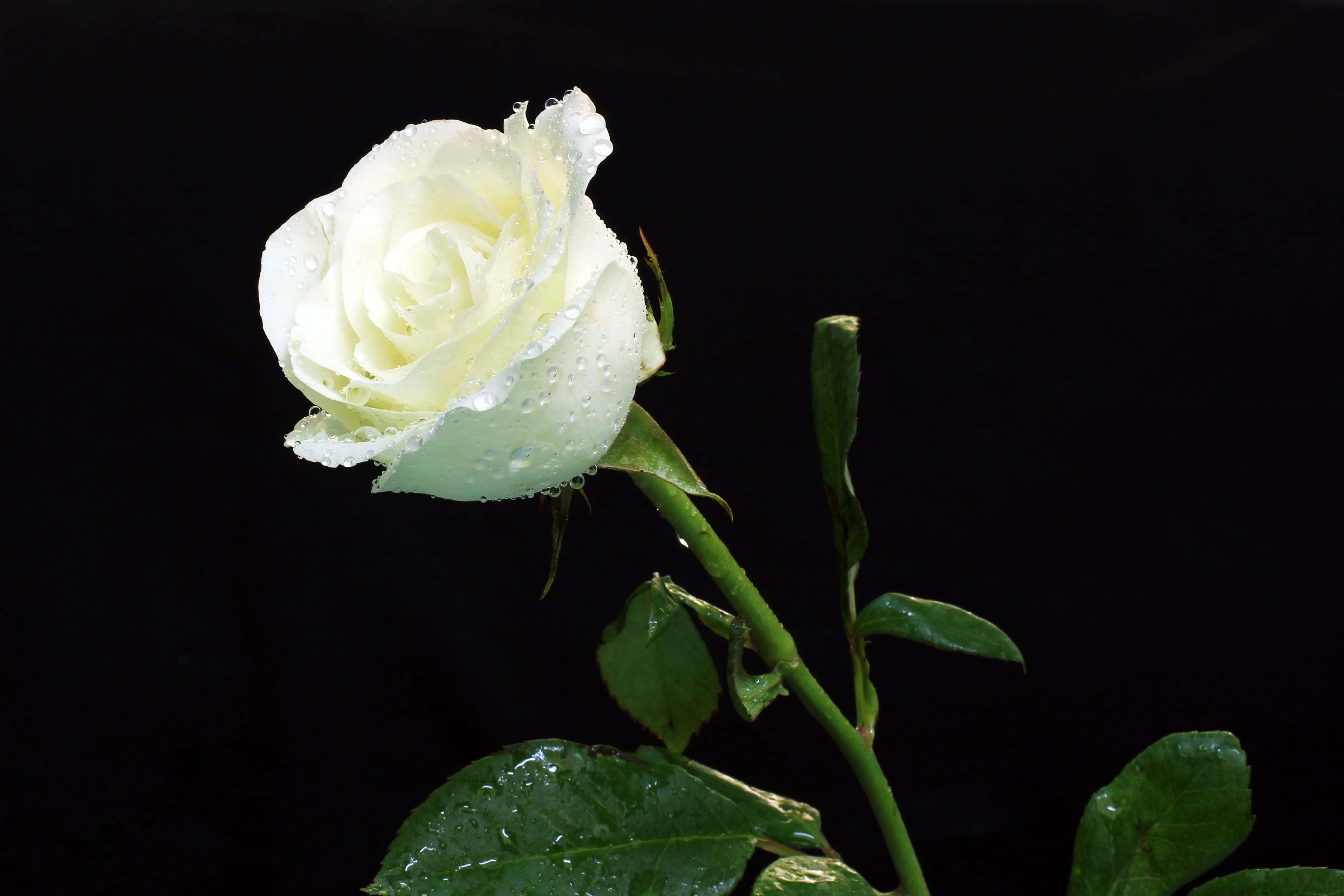 White Rose, dew drops, stark black background, 4K Desktop Wallpaper