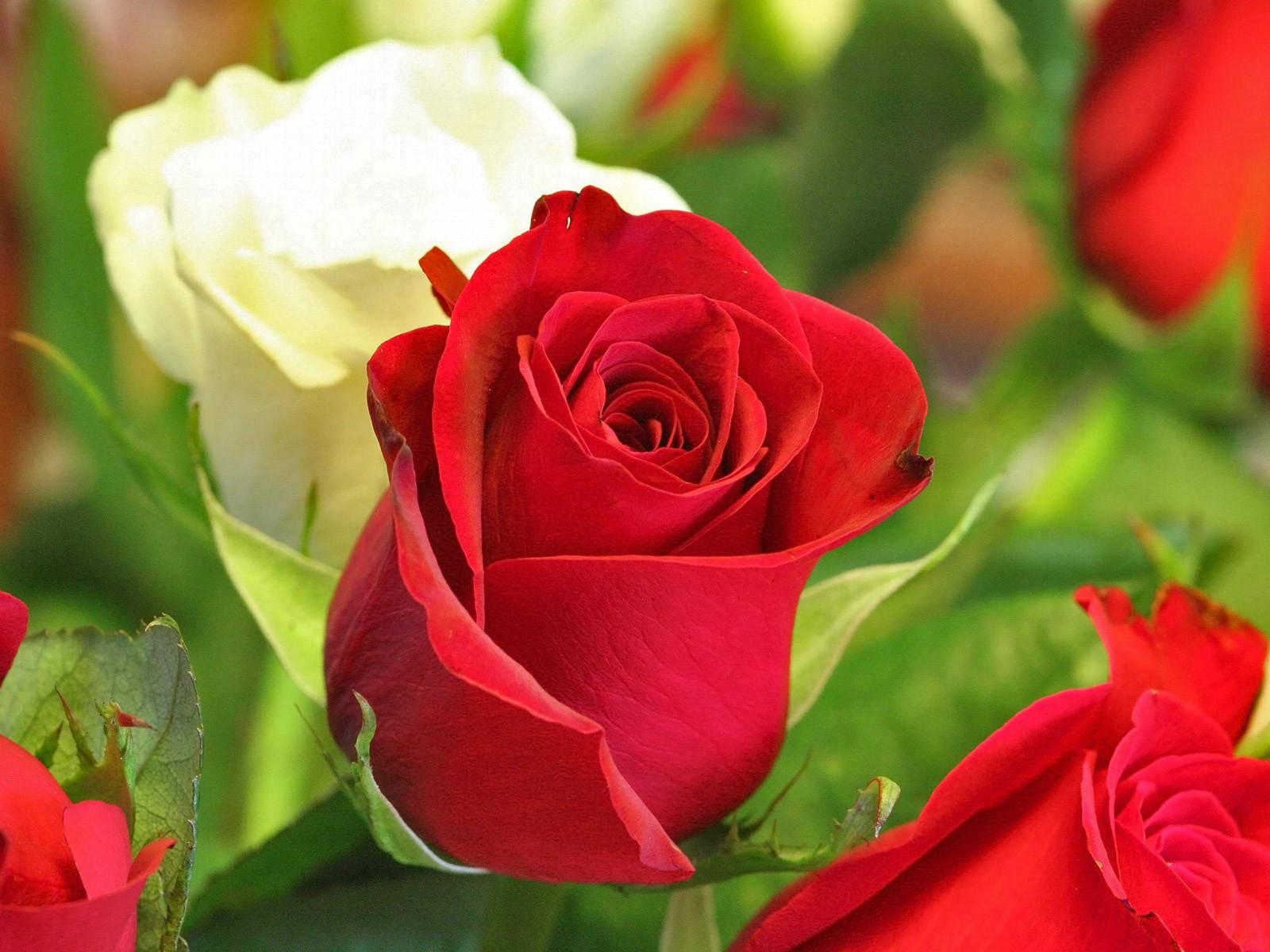 red rose, creamy white rose, lush green leaves, HD Desktop Wallpaper