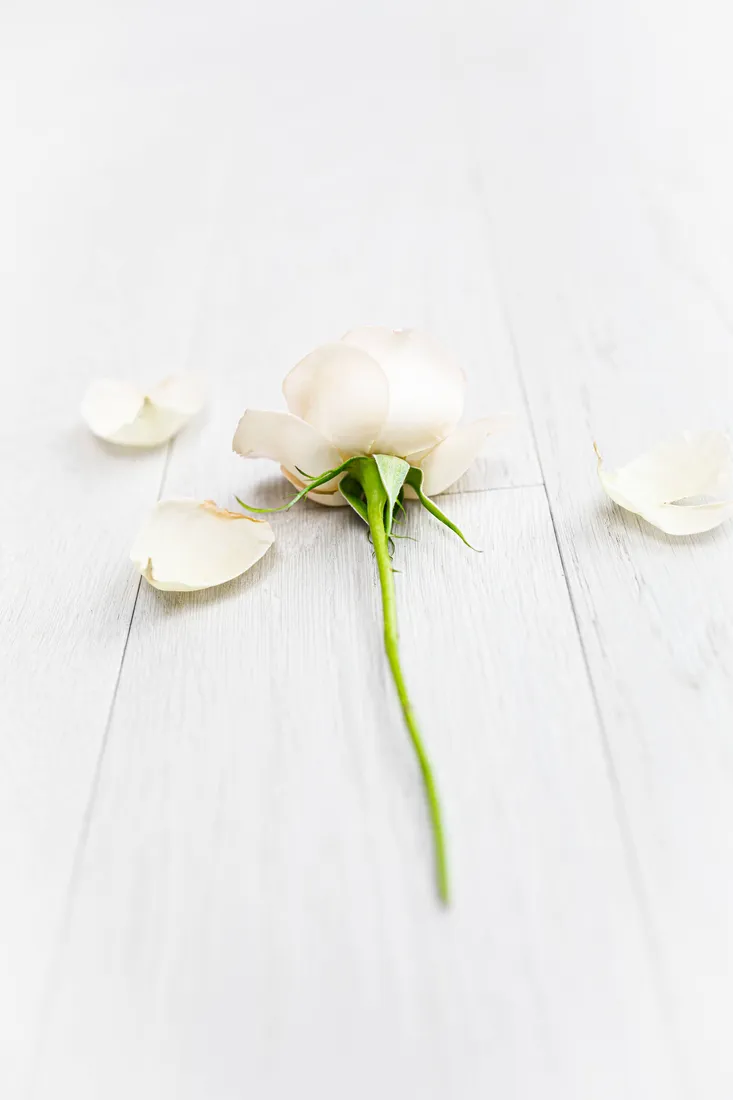 White Roses iPhone