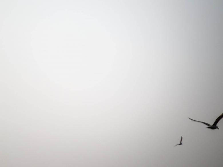 White Screen, birds, overcast sky, SD Desktop Wallpaper