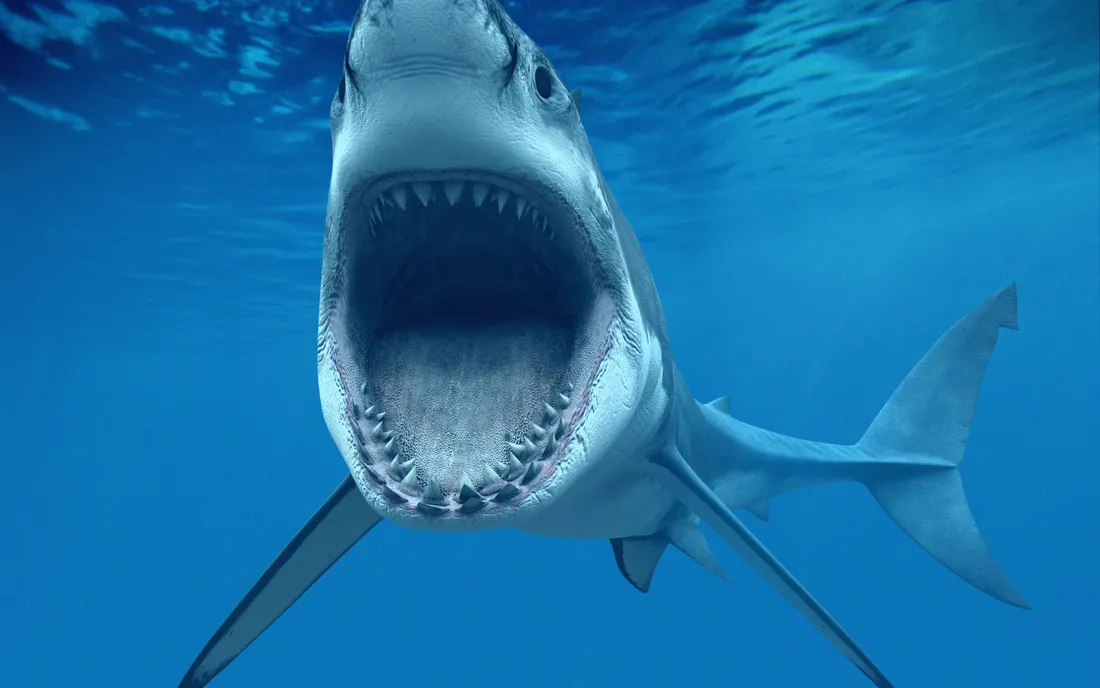 White Shark