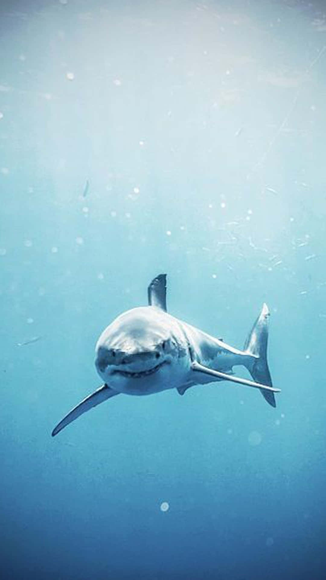 white shark, ocean, sunlit blue ocean water, Full HD Phone Wallpaper