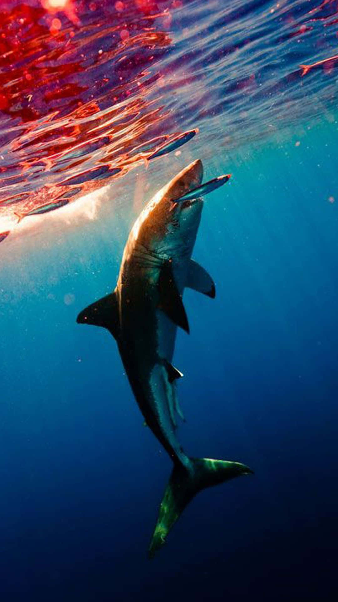 white shark, deep blue water, sunlit surface, Full HD Phone Wallpaper