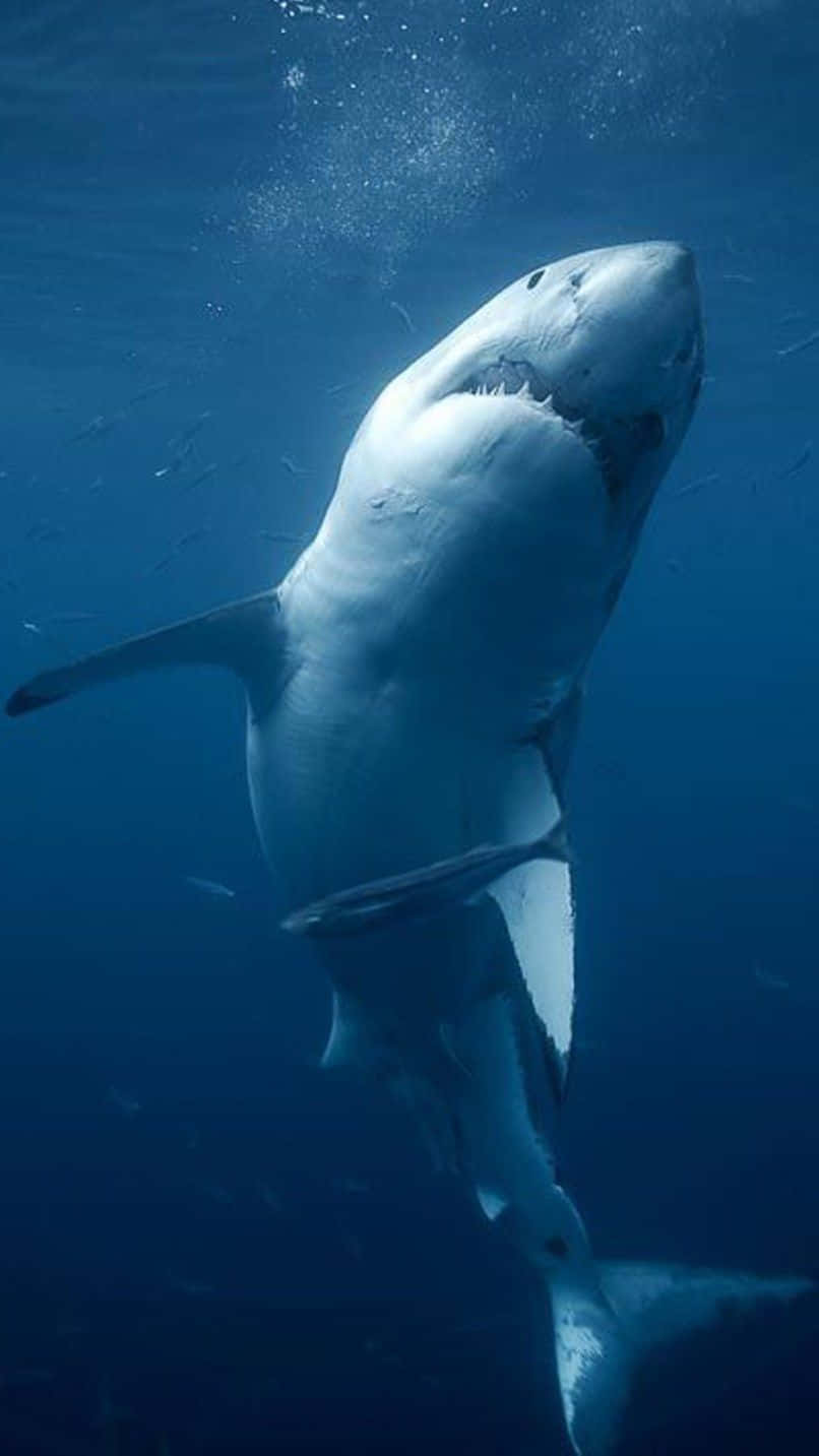white shark, ocean, deep blue ocean water, HD Phone Wallpaper