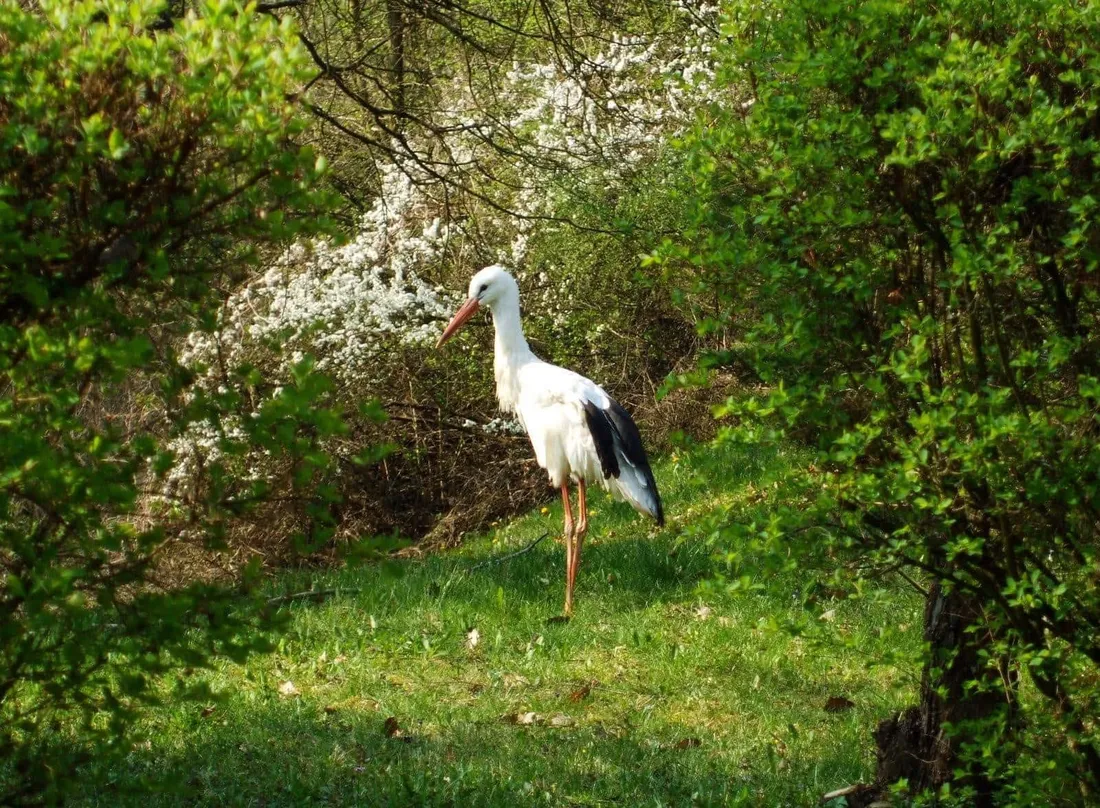White stork