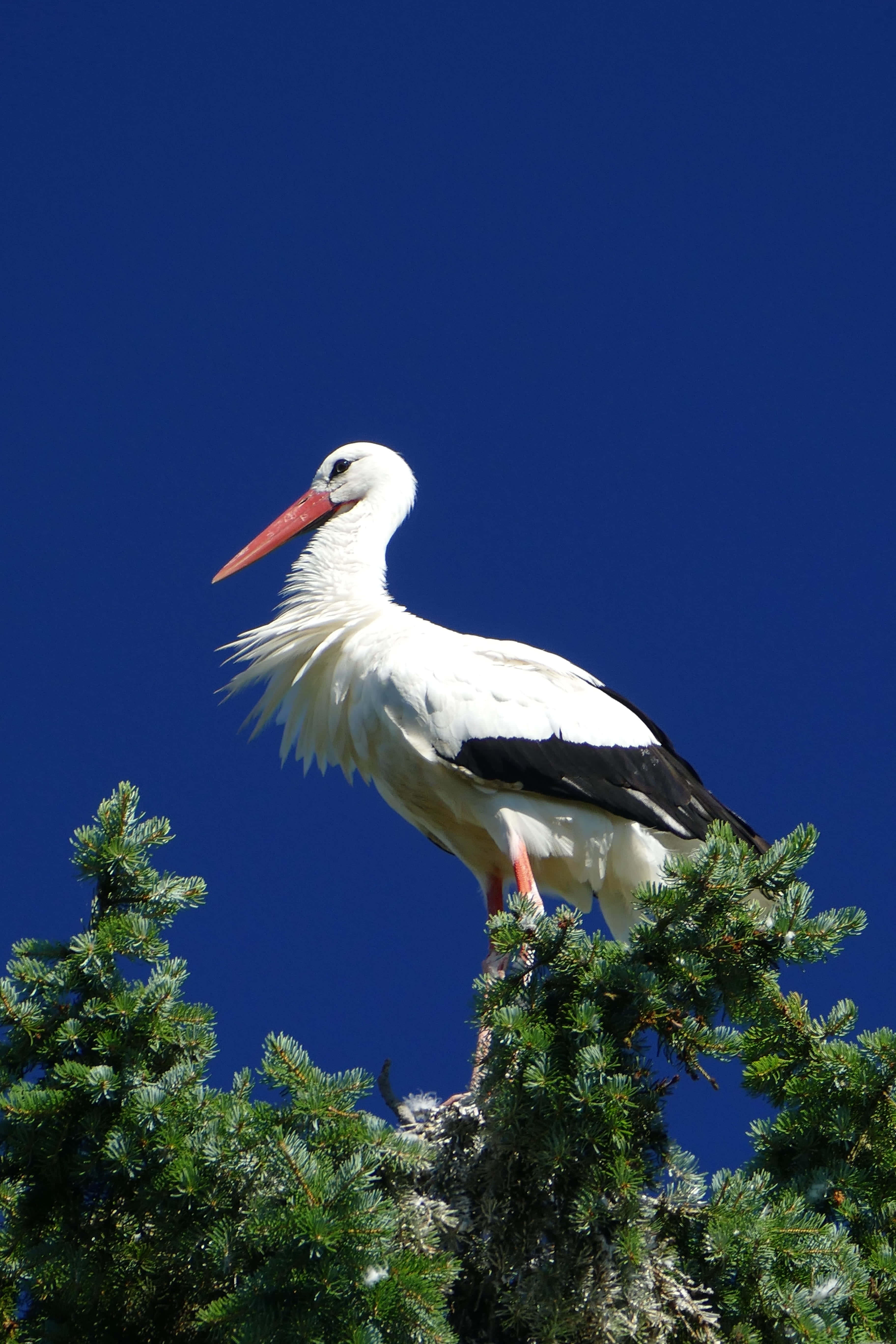 White stork, black wings, pine tree, 5K Phone Wallpaper