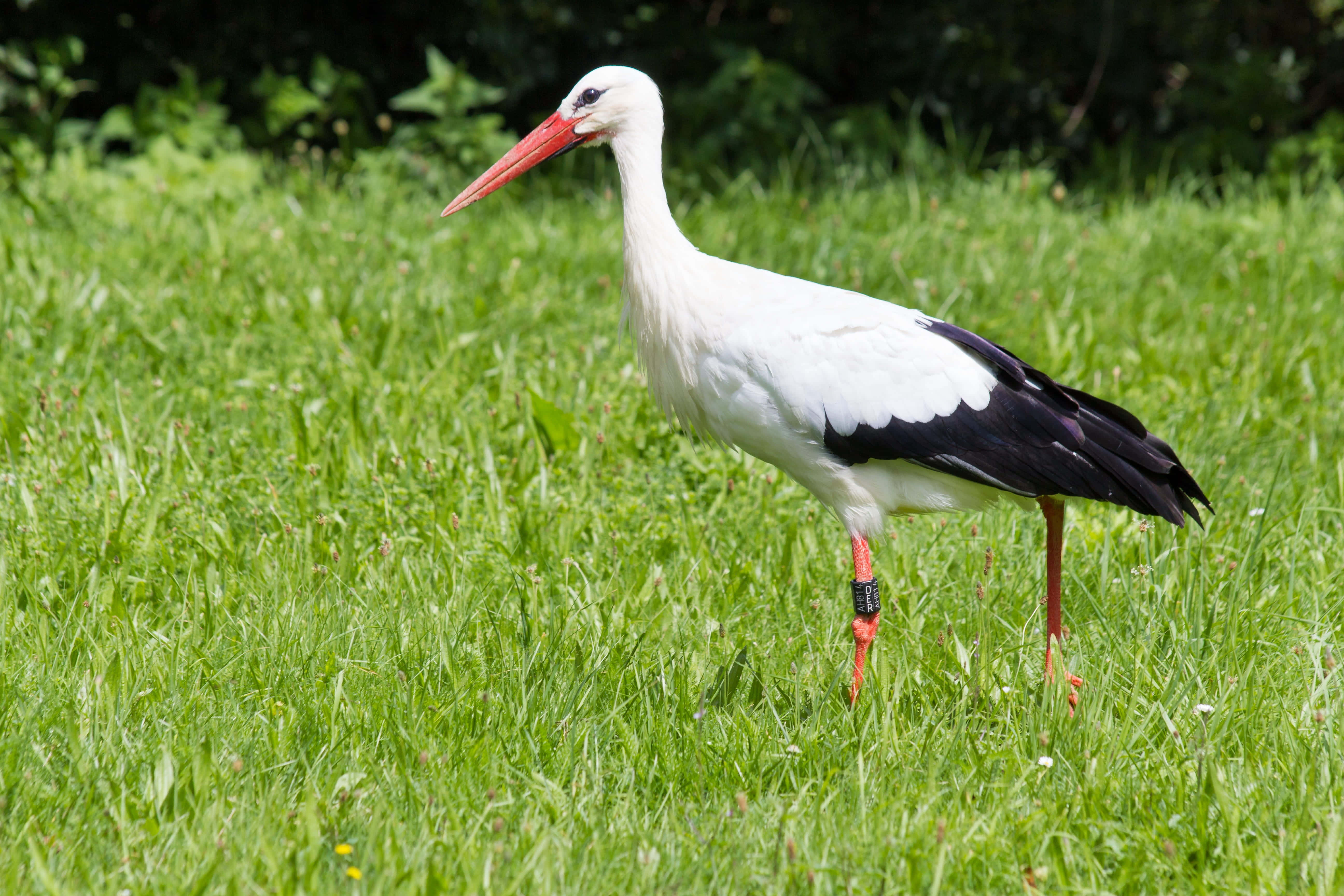 White stork, black wings, red beak, 5K Desktop Wallpaper