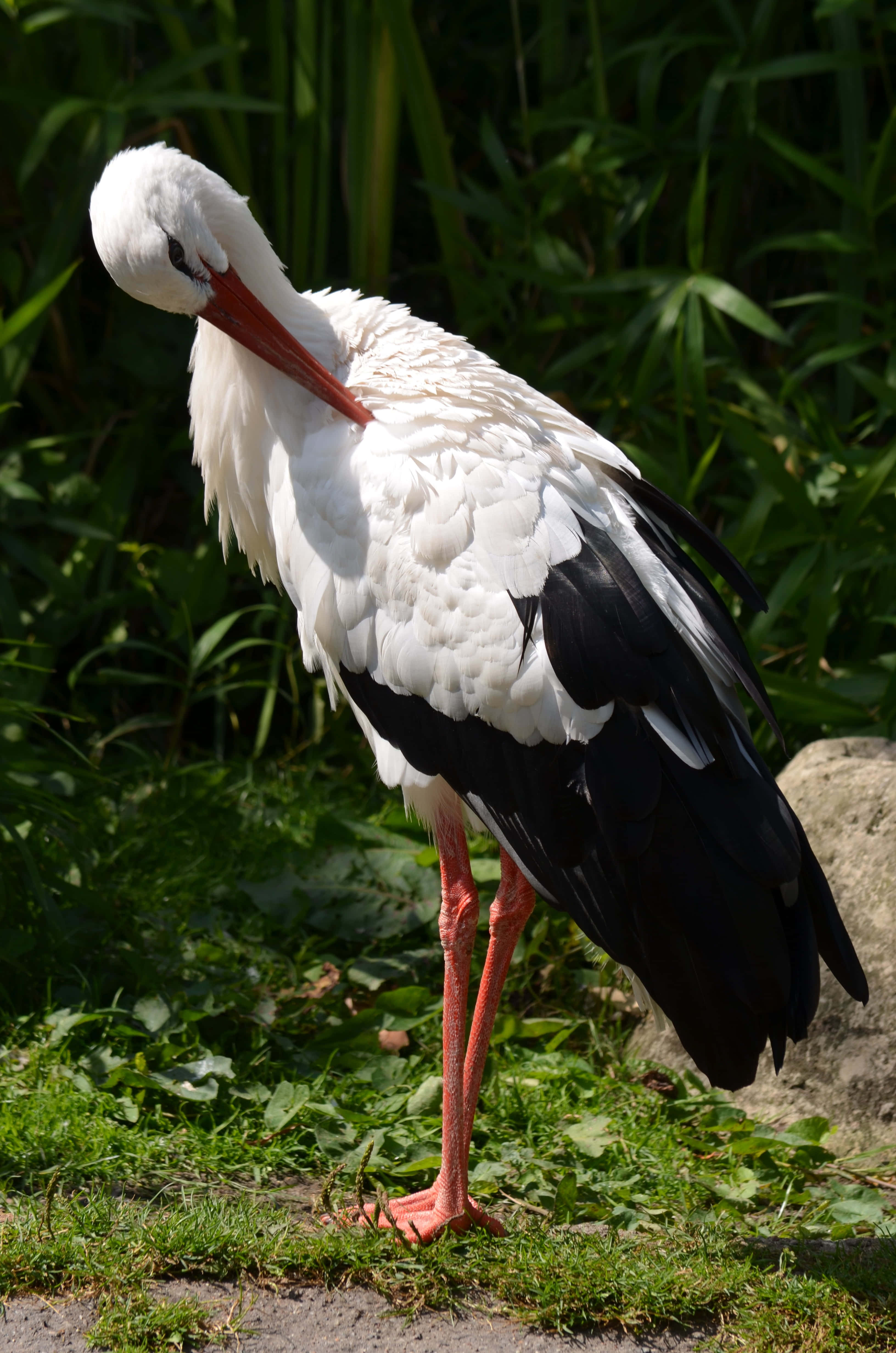 White stork, black wings, long pink legs, 4K Phone Wallpaper