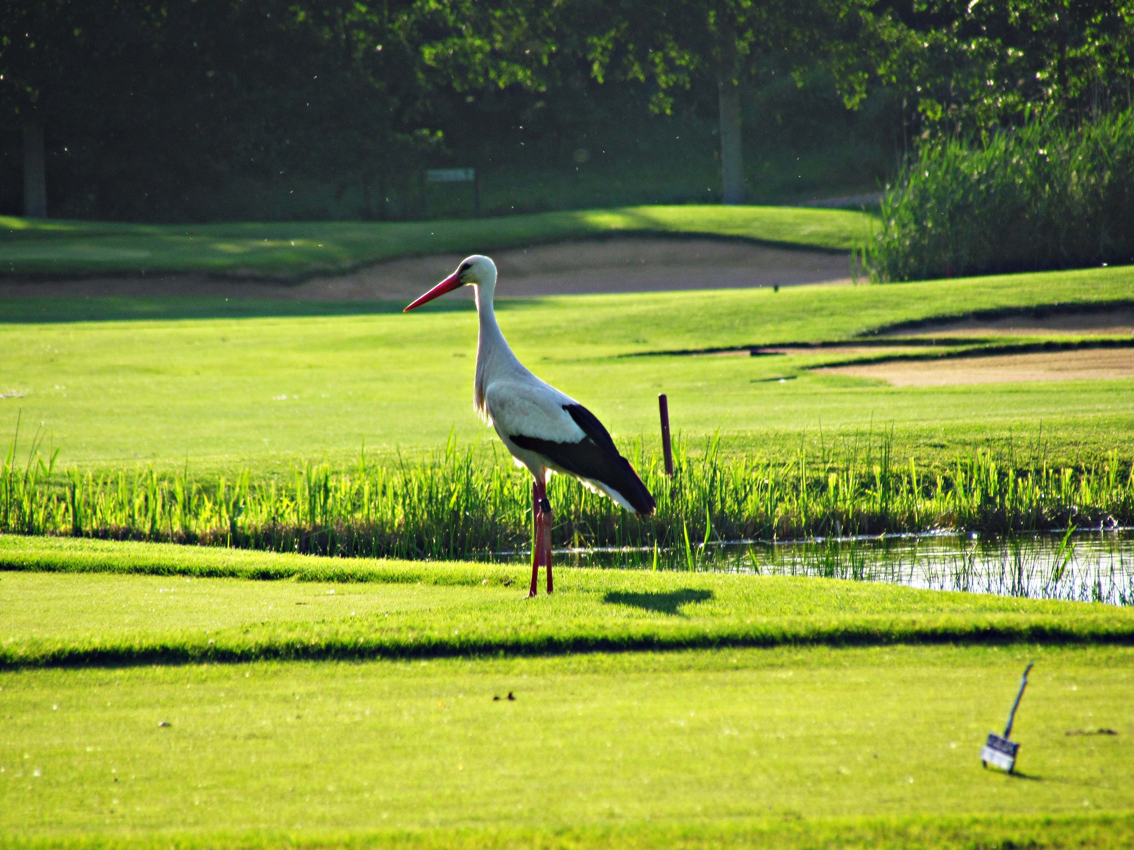 white stork, red beak, red legs, 4K Desktop Wallpaper