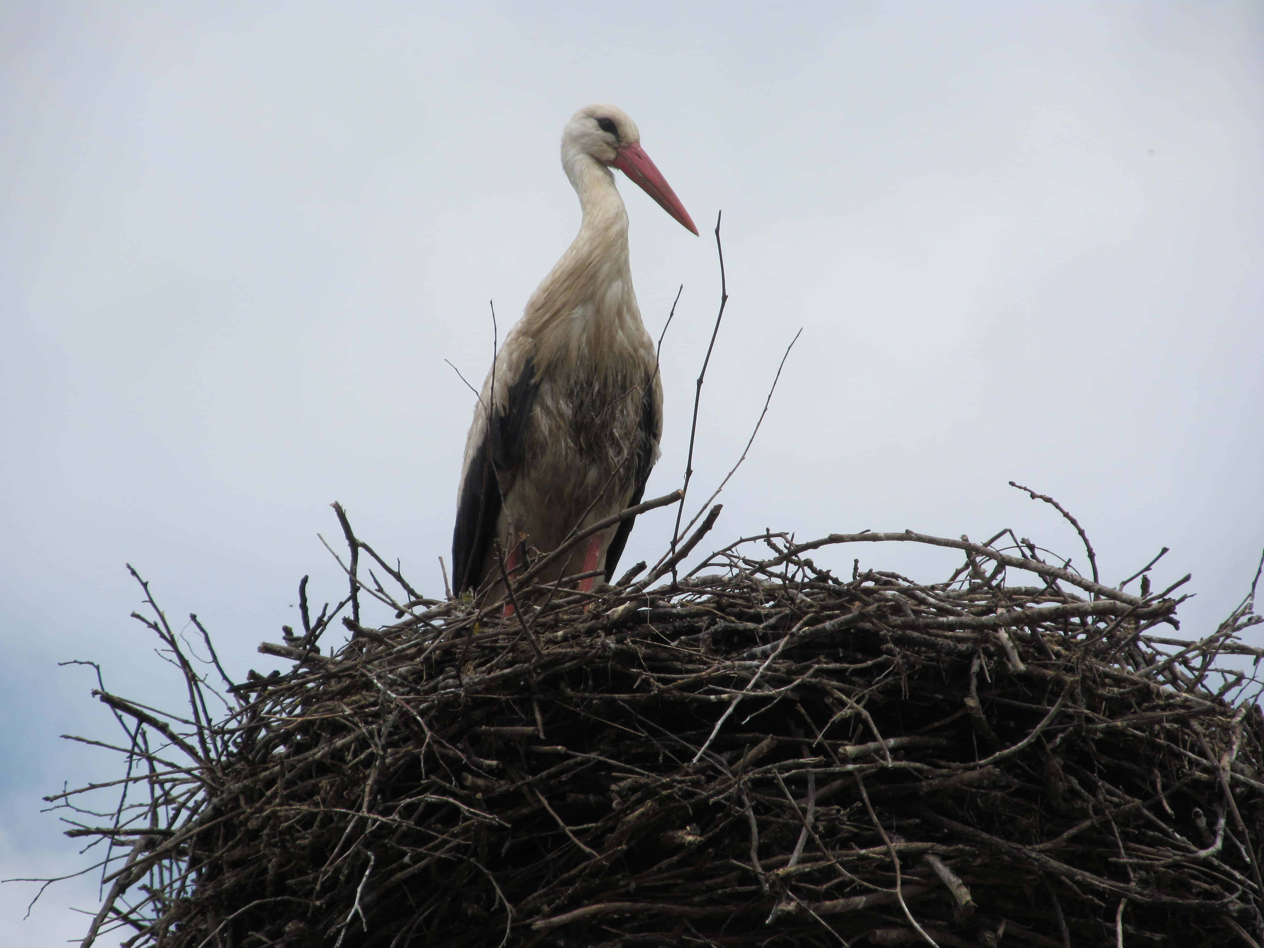 white stork, treetop, twig nest, 4K Desktop Wallpaper