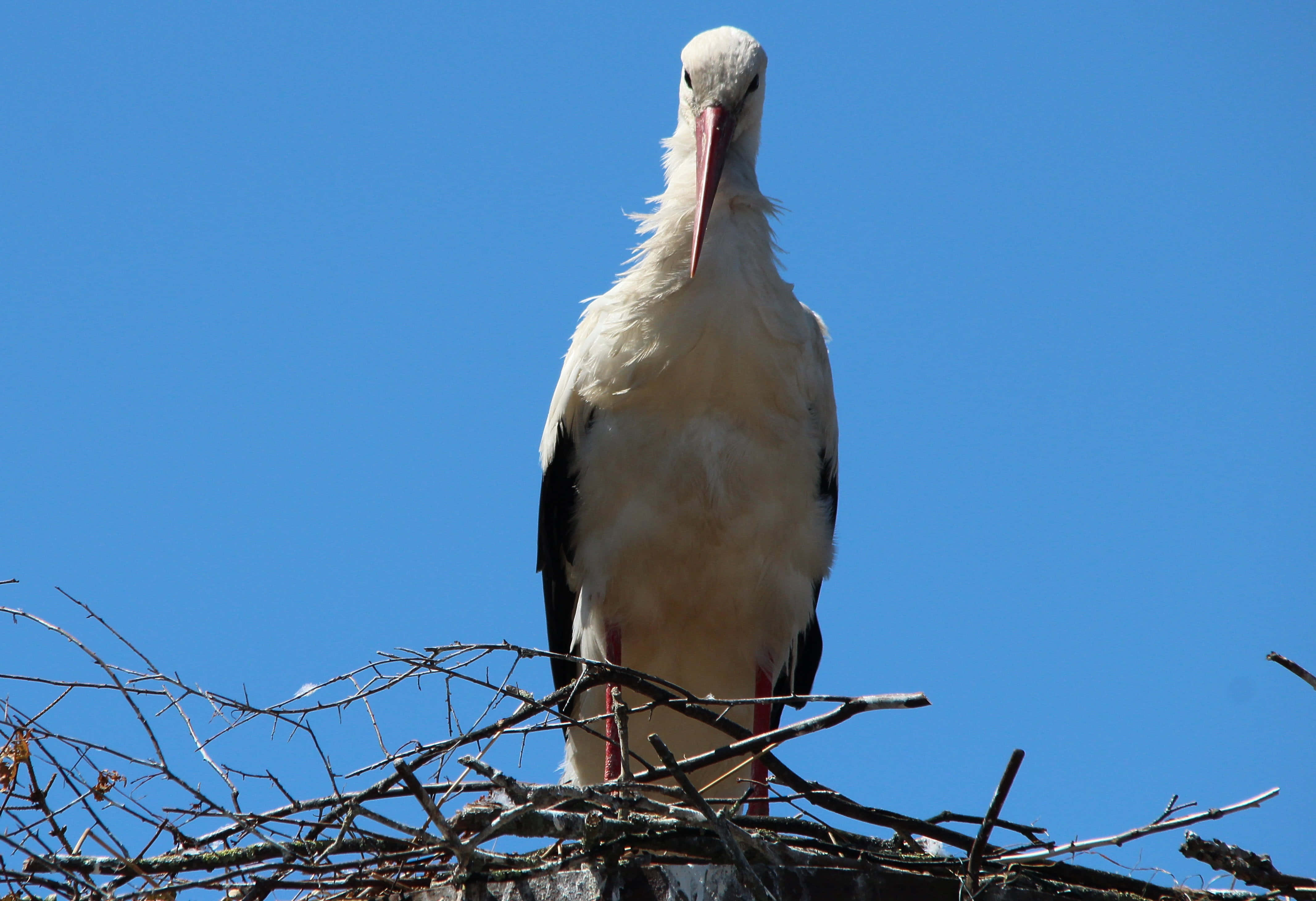 white stork, twig nest, blue sky, 4K Desktop Wallpaper