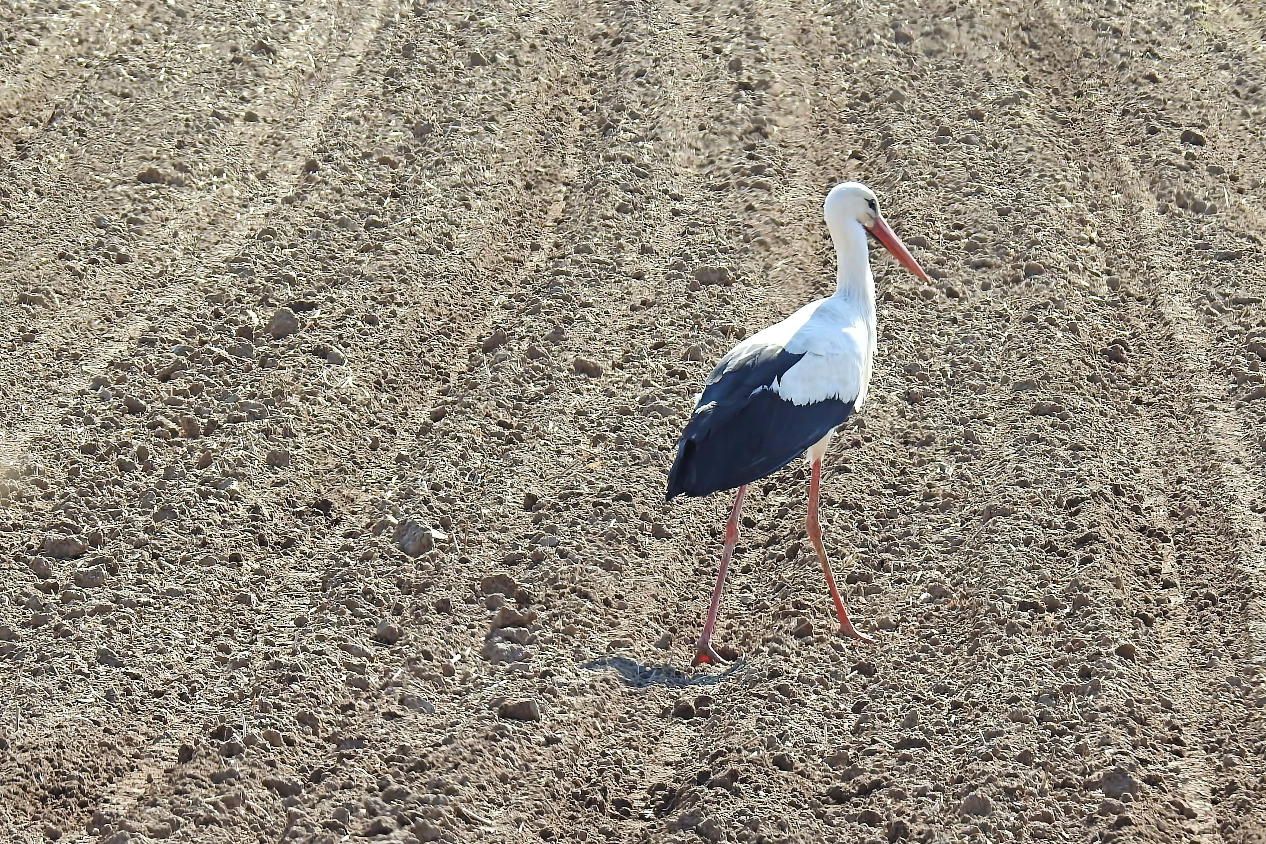 White stork, black wings, red legs, 4K Desktop Wallpaper