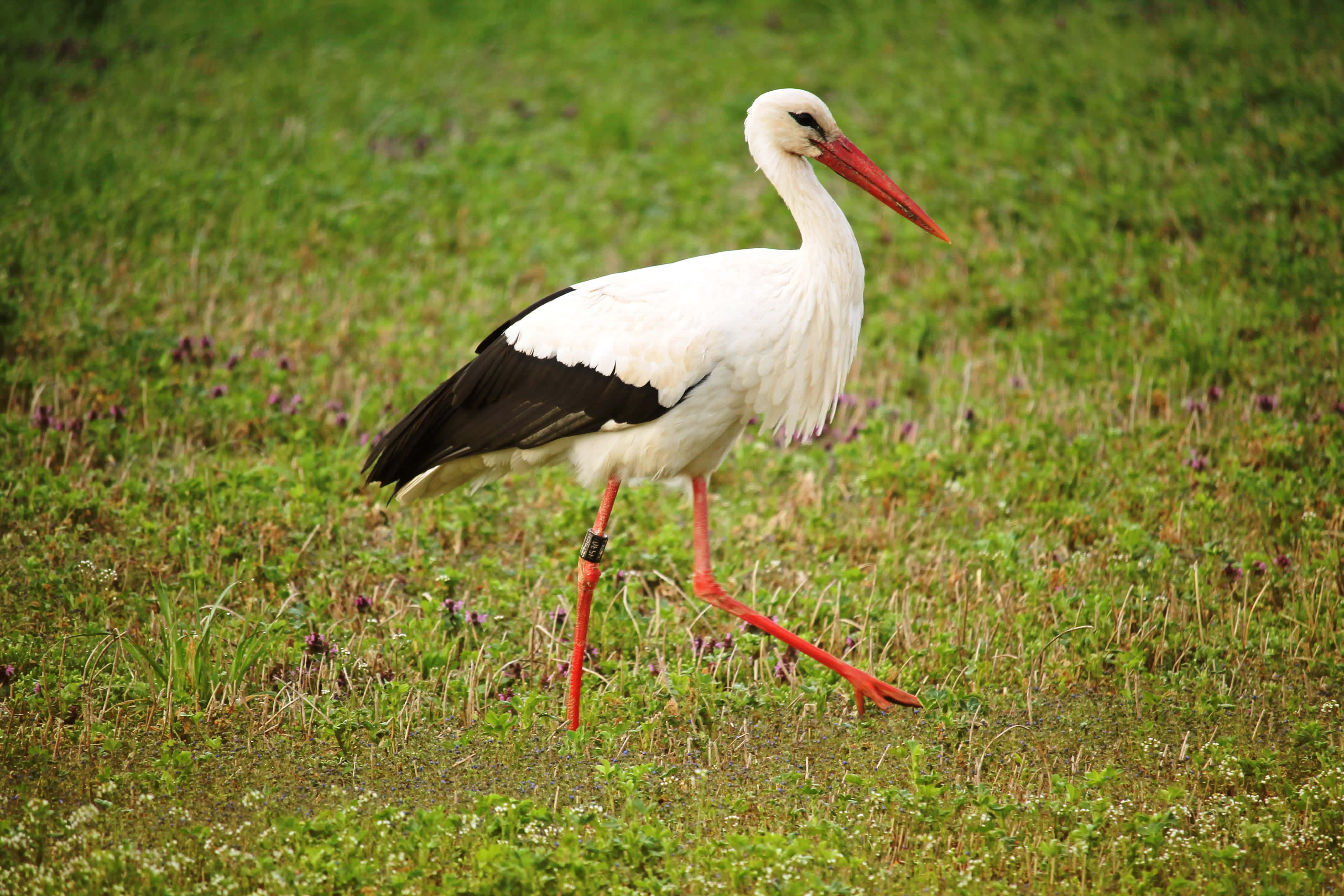 White stork, black wings, bright red beak, 4K Desktop Wallpaper