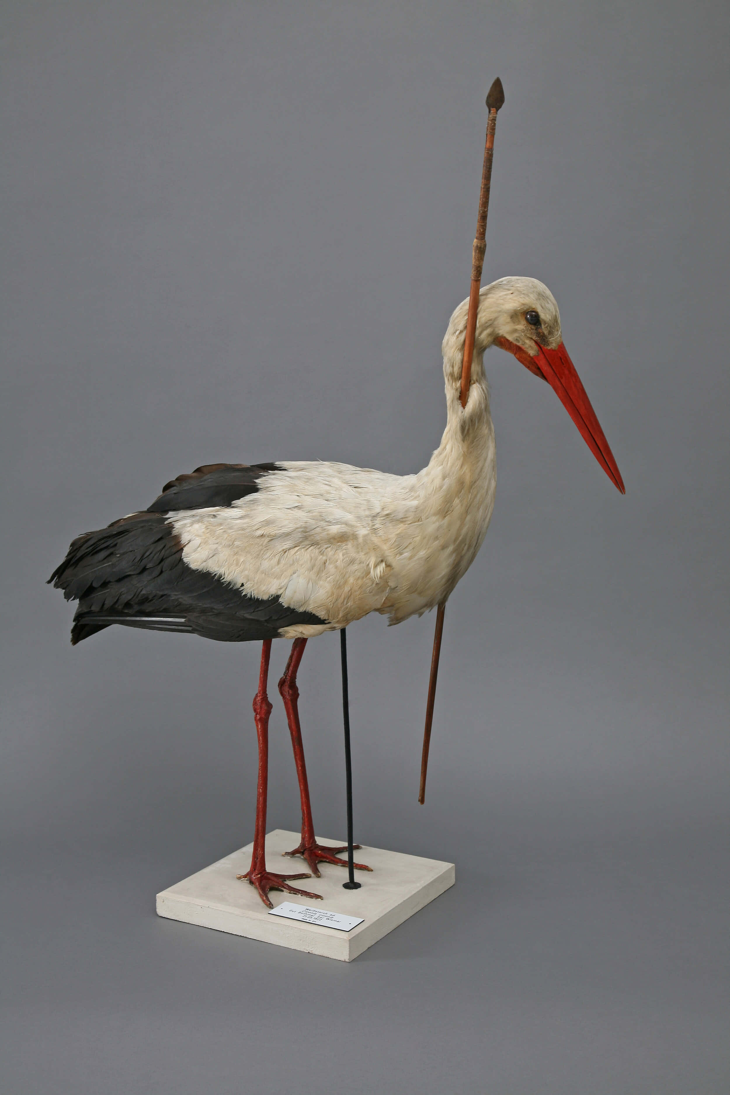 white stork, black wings, red beak, 2K Phone Wallpaper