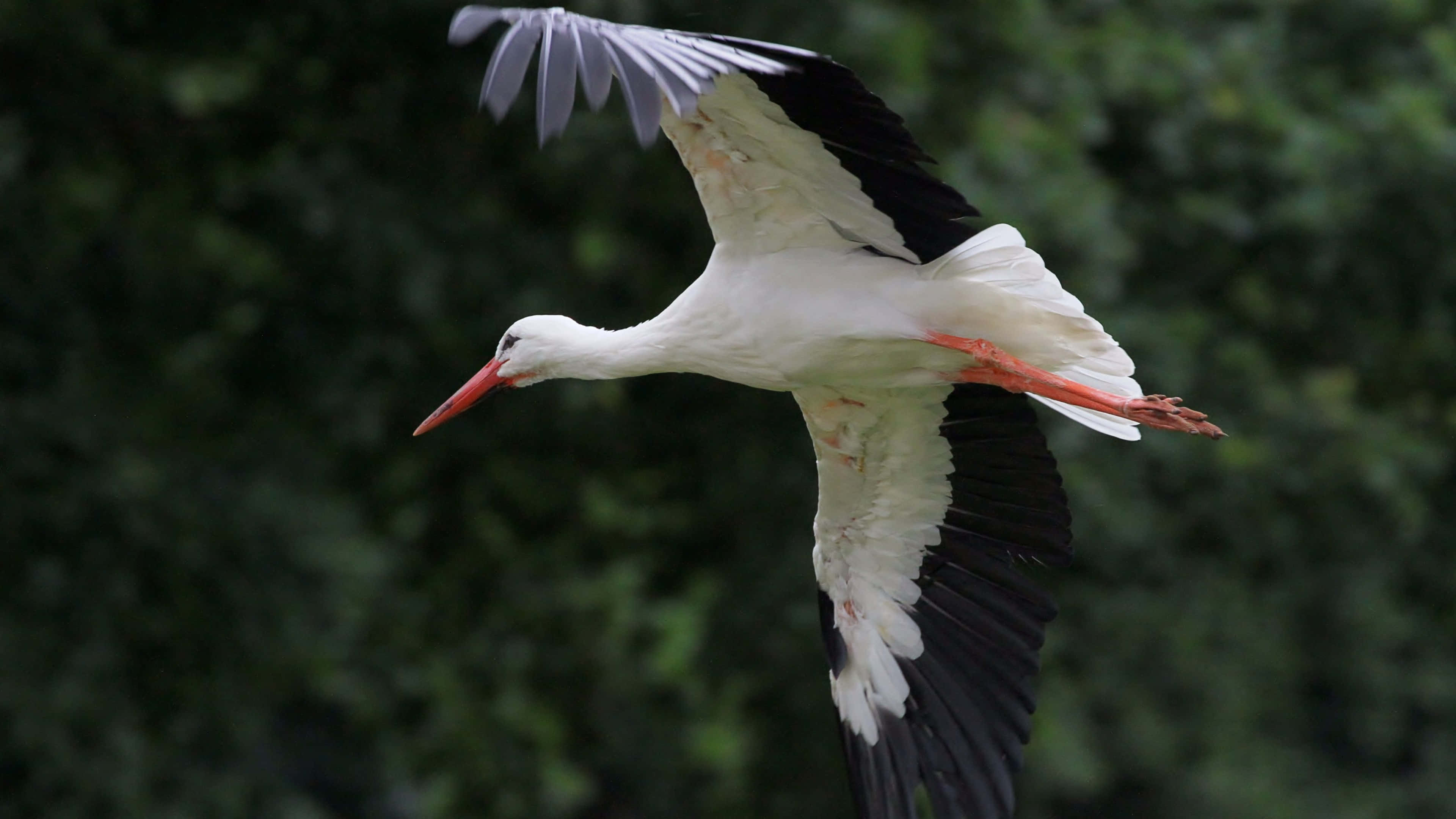 white stork, black wingtips, red beak, 4K Desktop Wallpaper