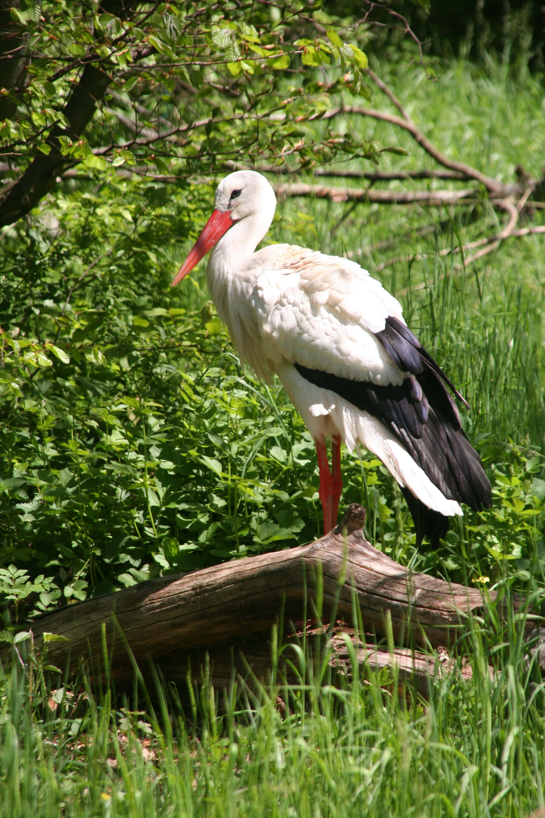 White stork, black wingtips, red beak, 2K Phone Wallpaper