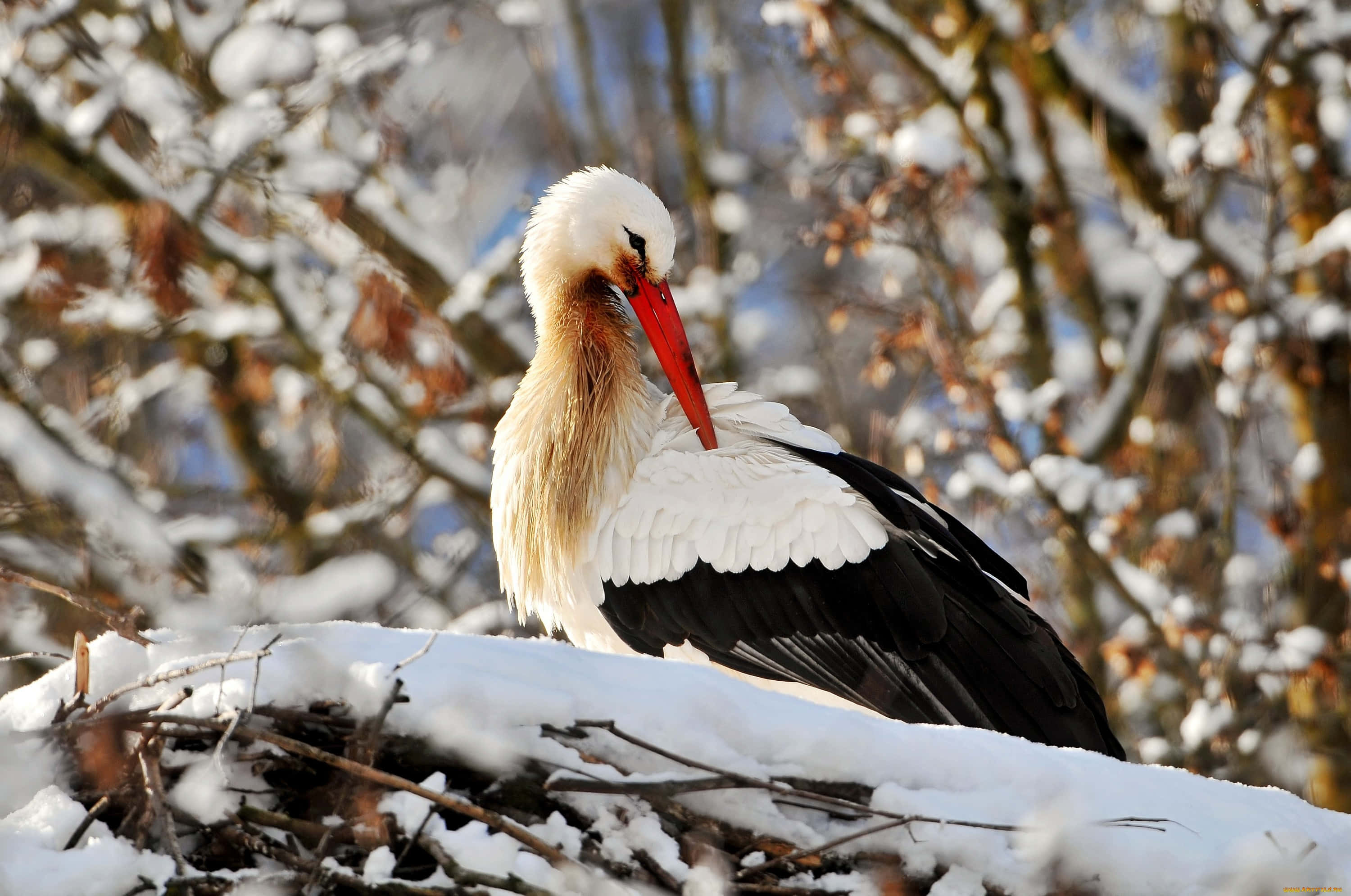 White stork, snowy nest, winter trees, 2K Desktop Wallpaper