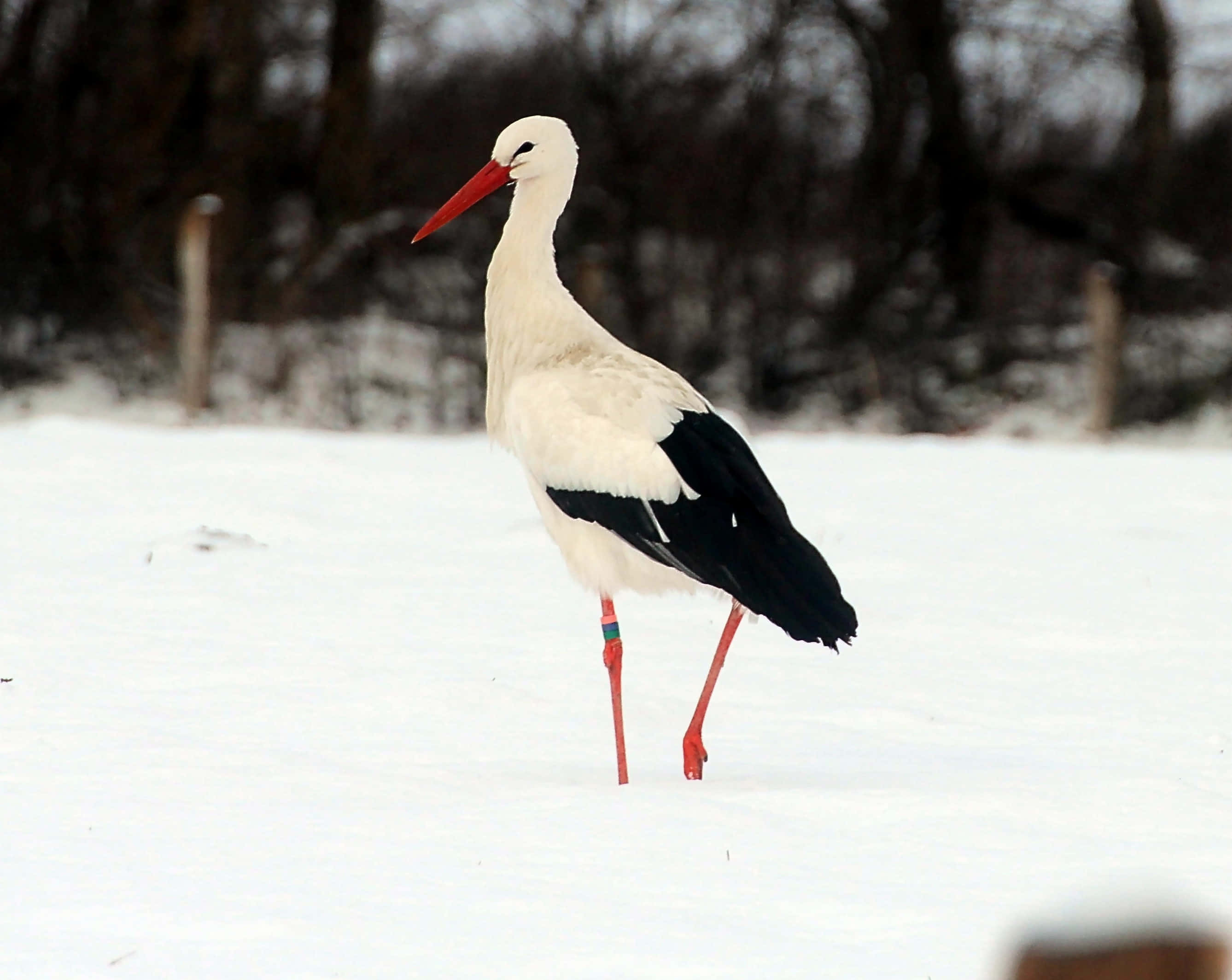 White stork, black wingtips, red beak, 2K Desktop Wallpaper