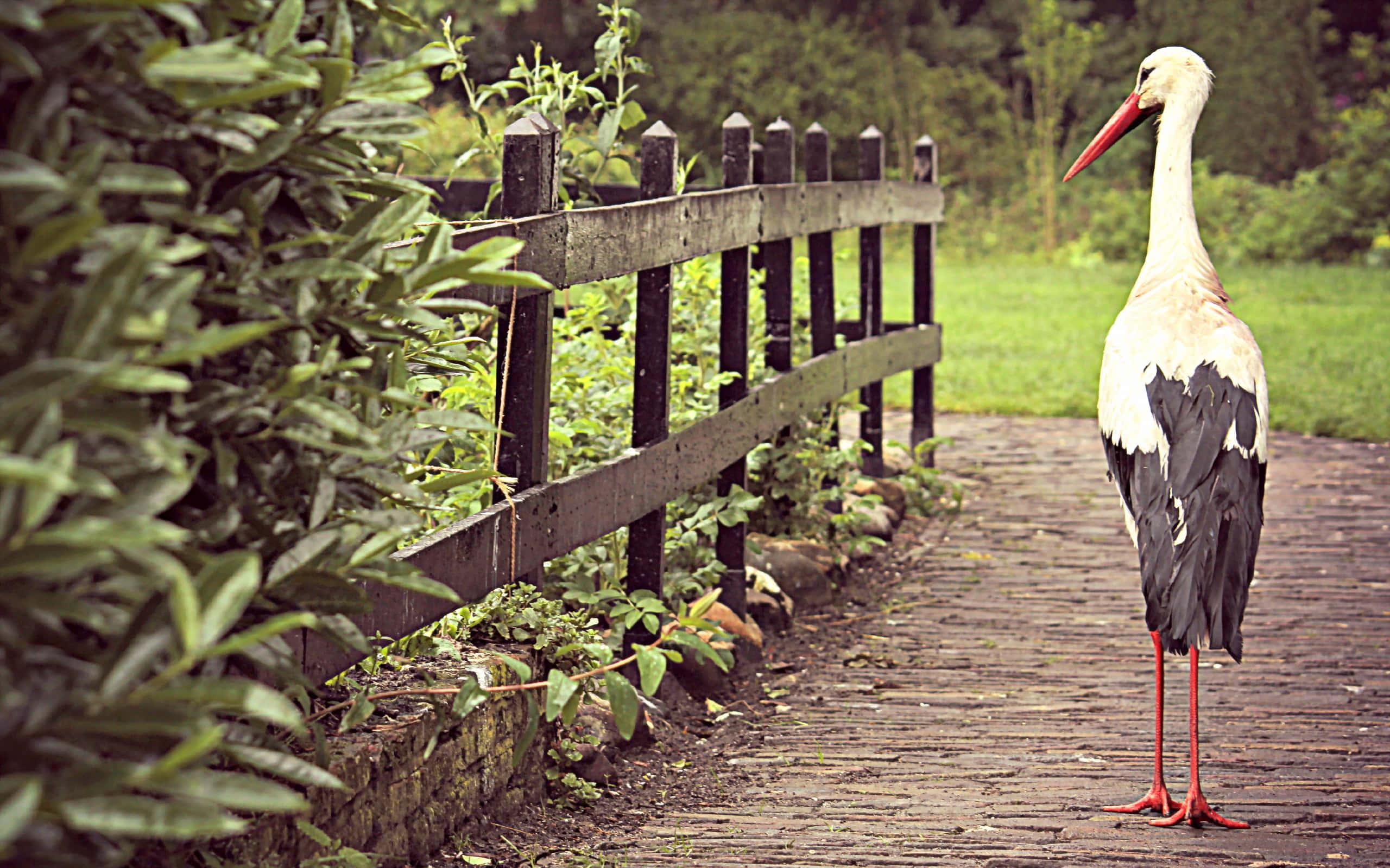 White stork, black wings, red beak, 2K Desktop Wallpaper