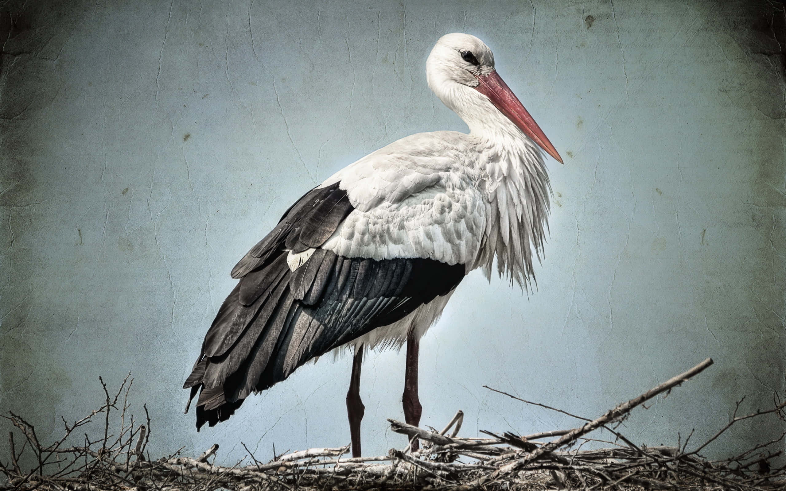 White stork, black wings, red beak, 2K Desktop Wallpaper