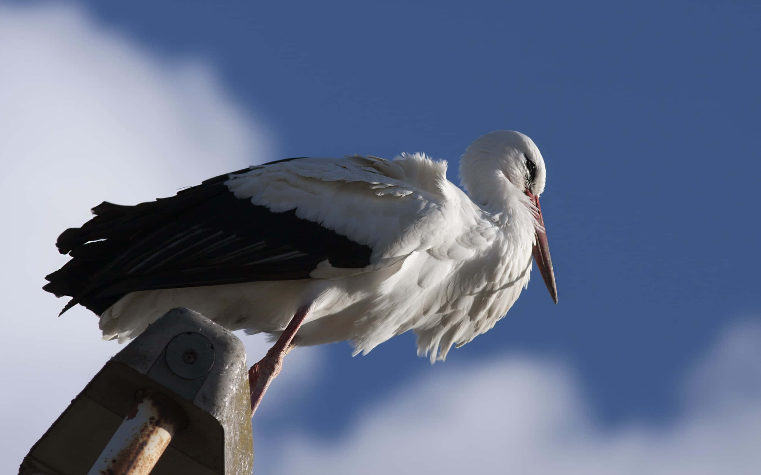 white stork, black wingtips, rusty metal post, 2K Desktop Wallpaper