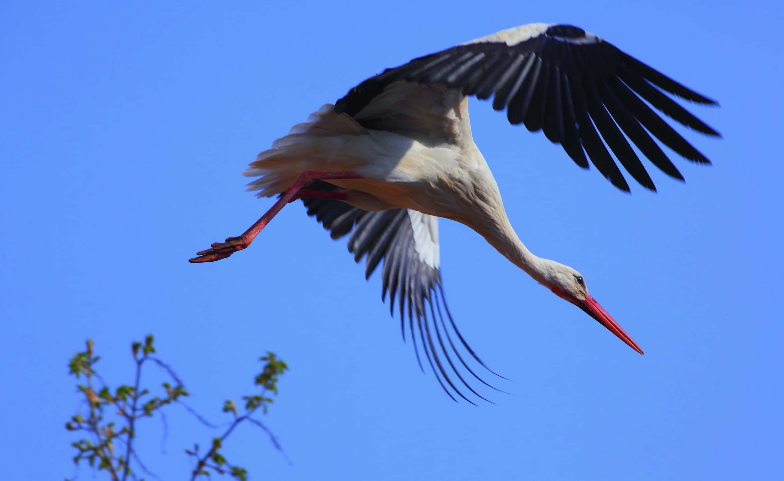 White stork, black wingtips, red beak, 2K Desktop Wallpaper